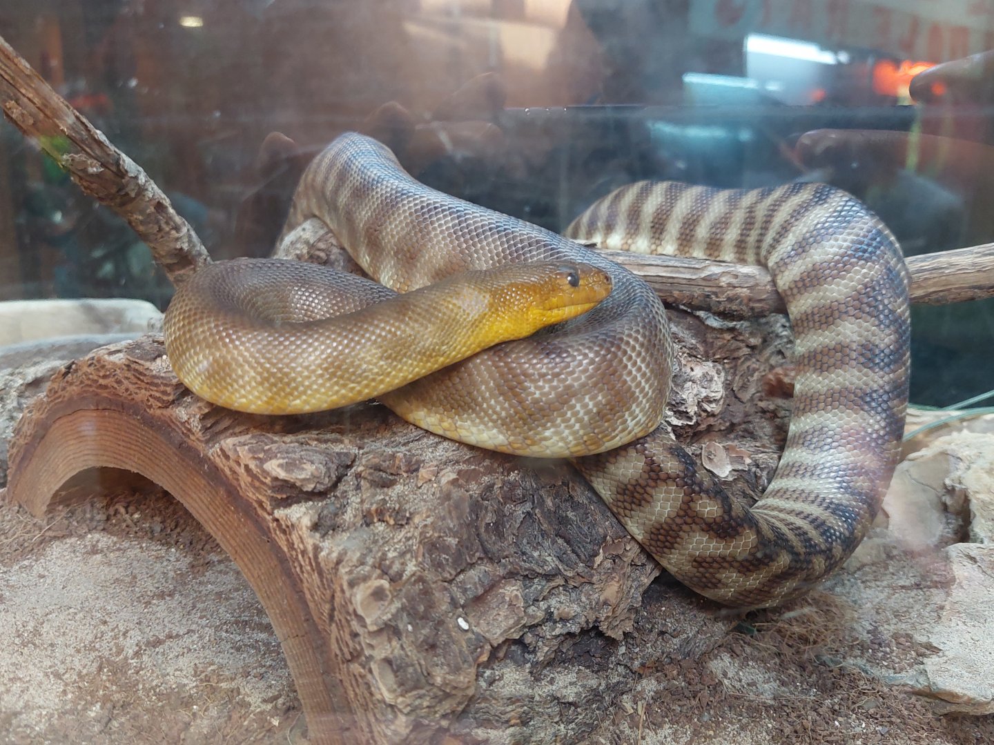 Woma Python