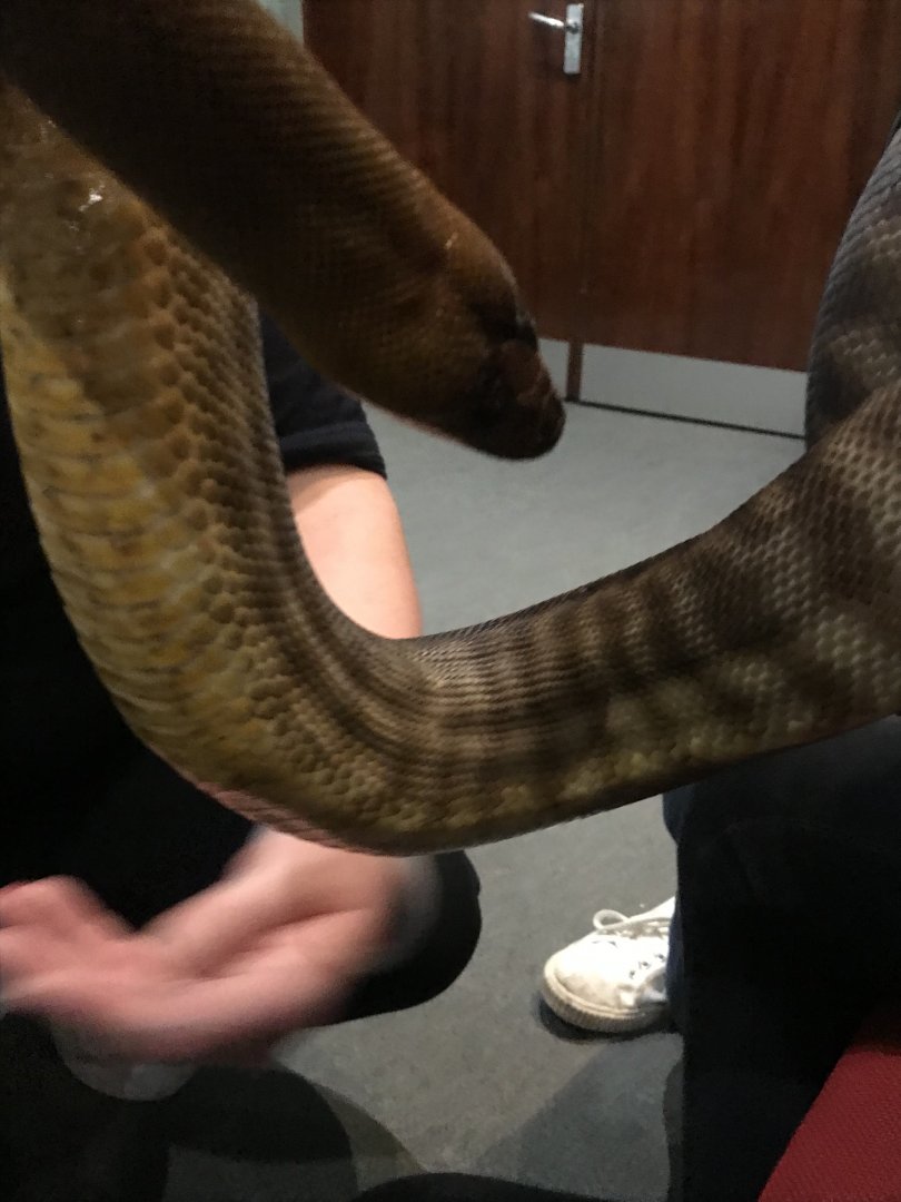 Woma python