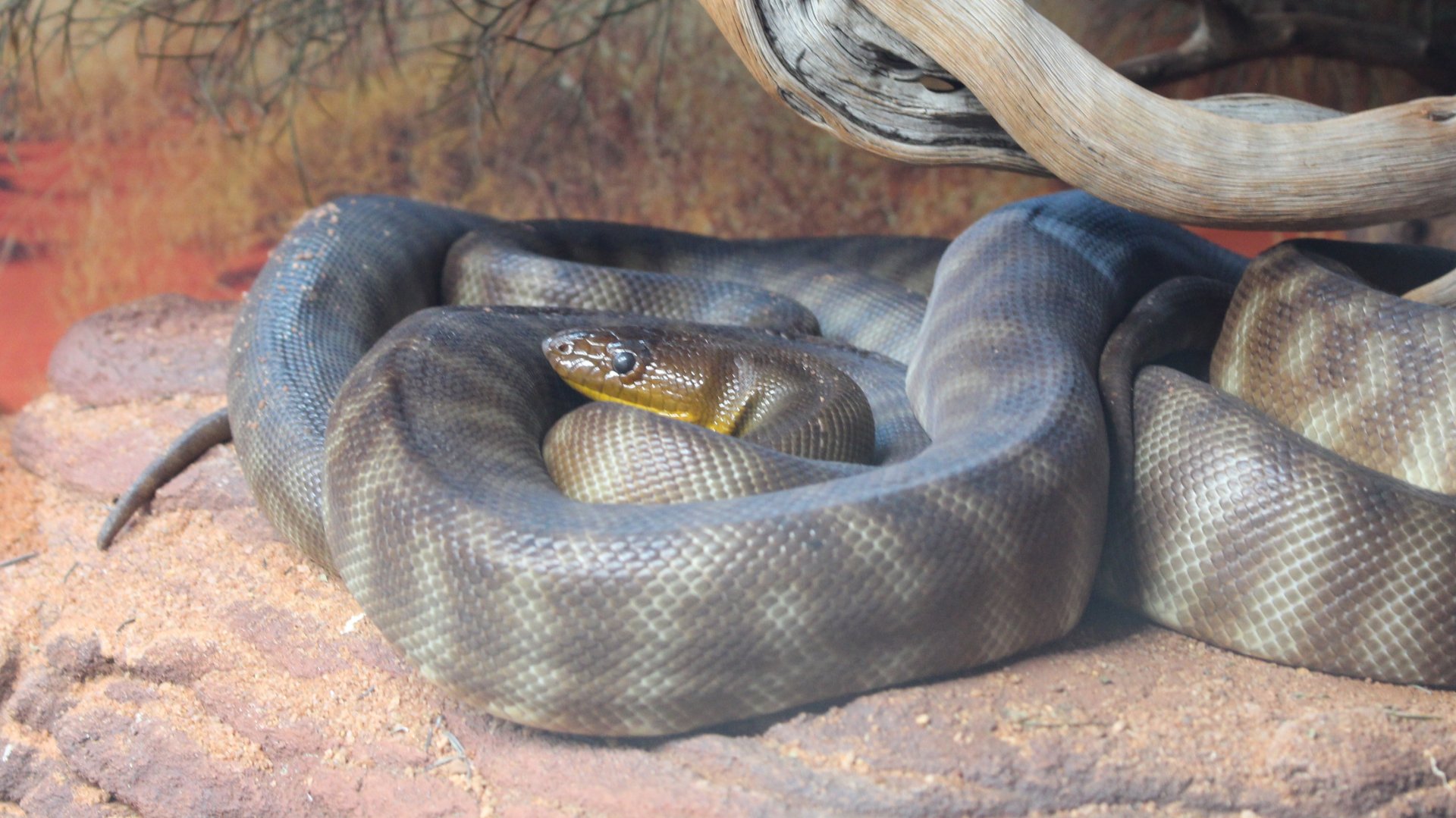 Woma Python