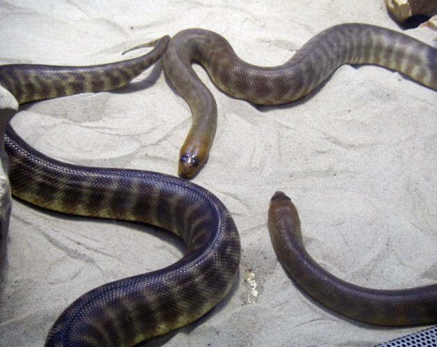 Woma Pythons (Aspidites ramsayi)