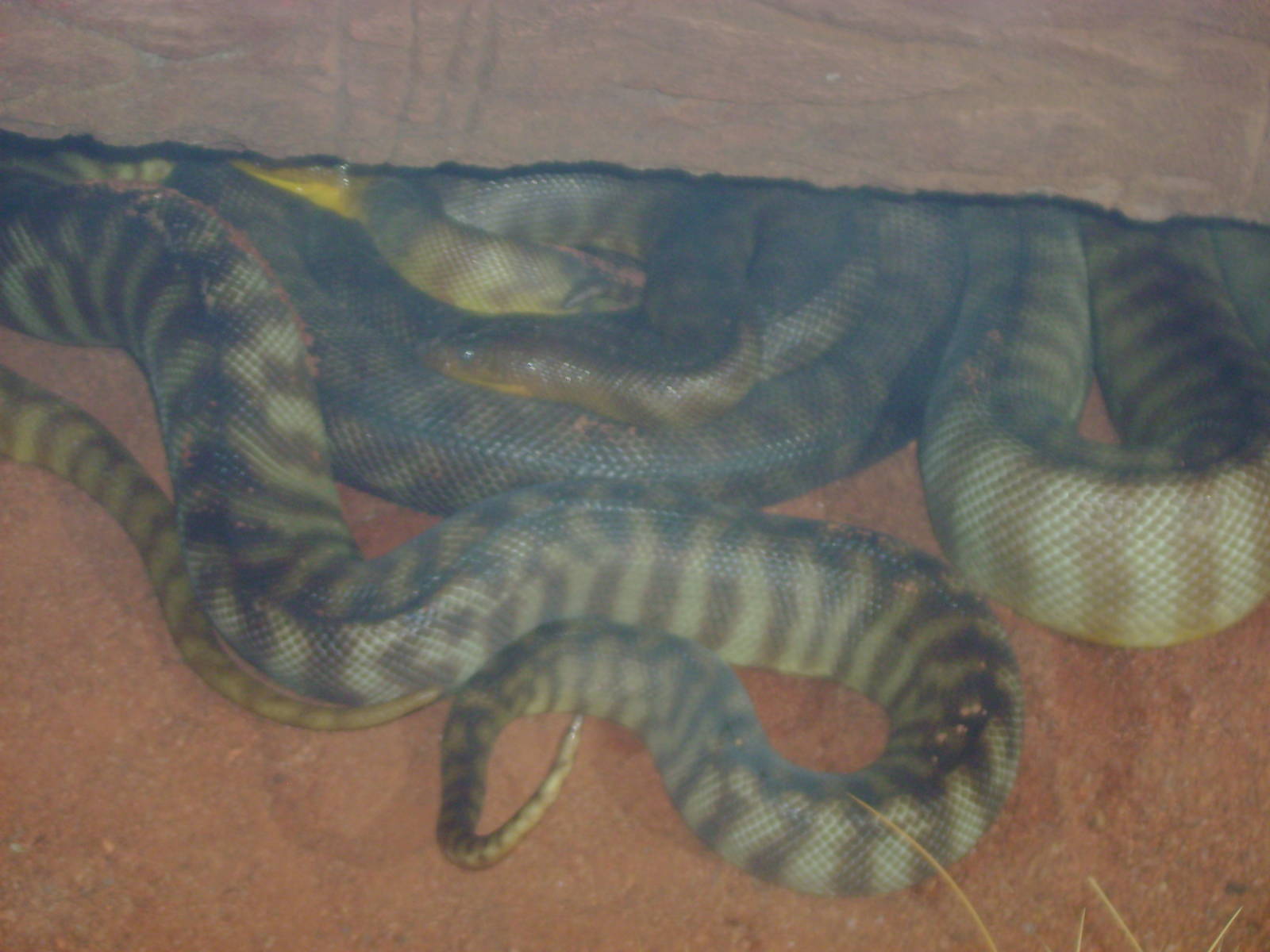 Woma Pythons