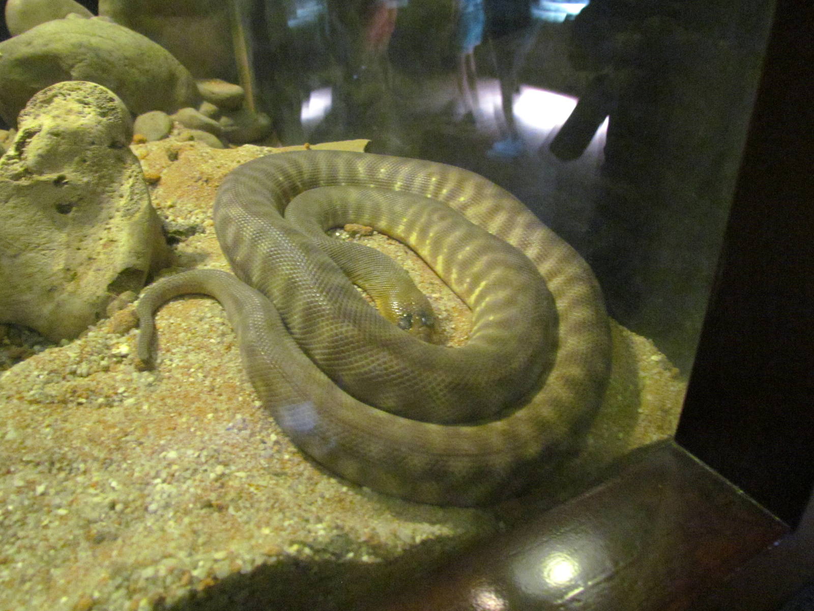 Woma