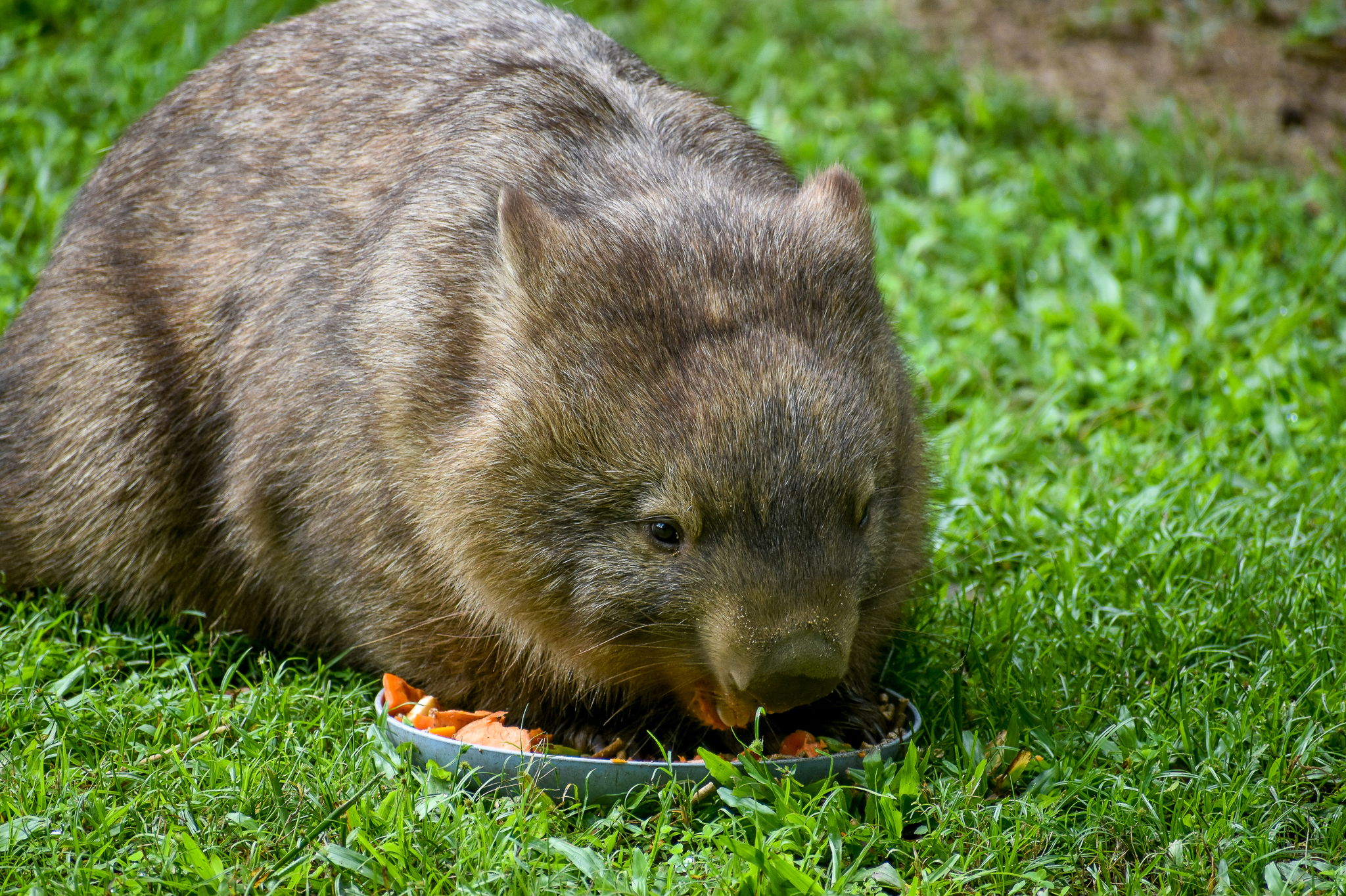 Wombat Breakfast