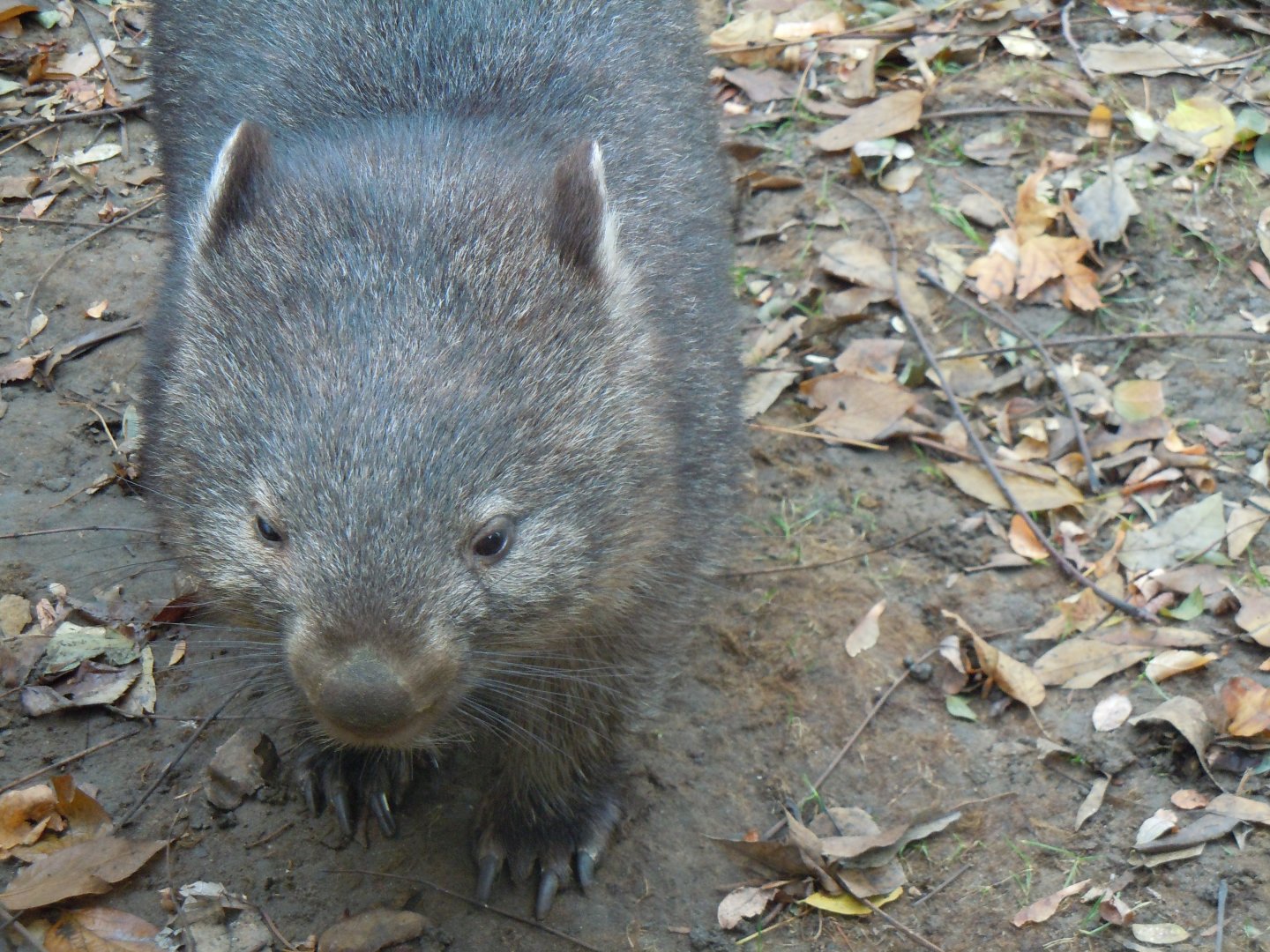 Wombat  - Budapest Zoo November 2017