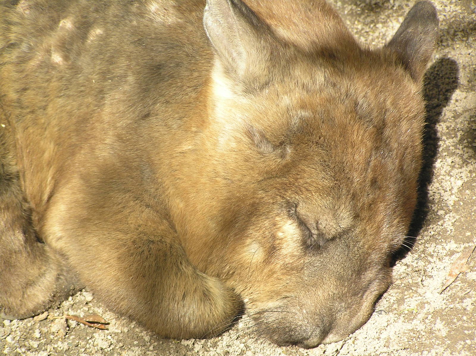Wombat - Cairns tropical zoo 05