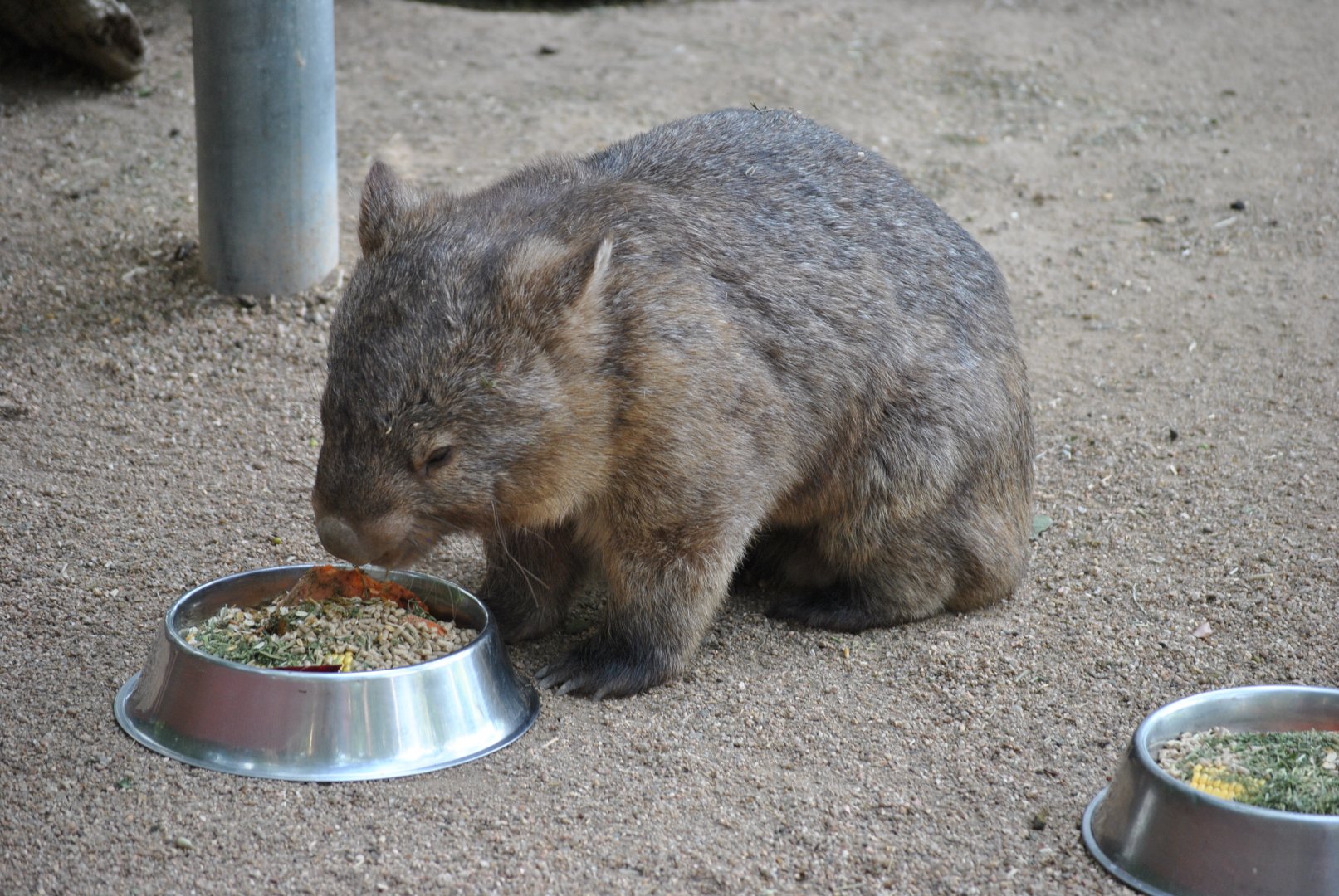 Wombat, Cairns Tropical Zoo, 2015