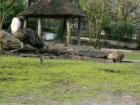 Wombat chasing emu