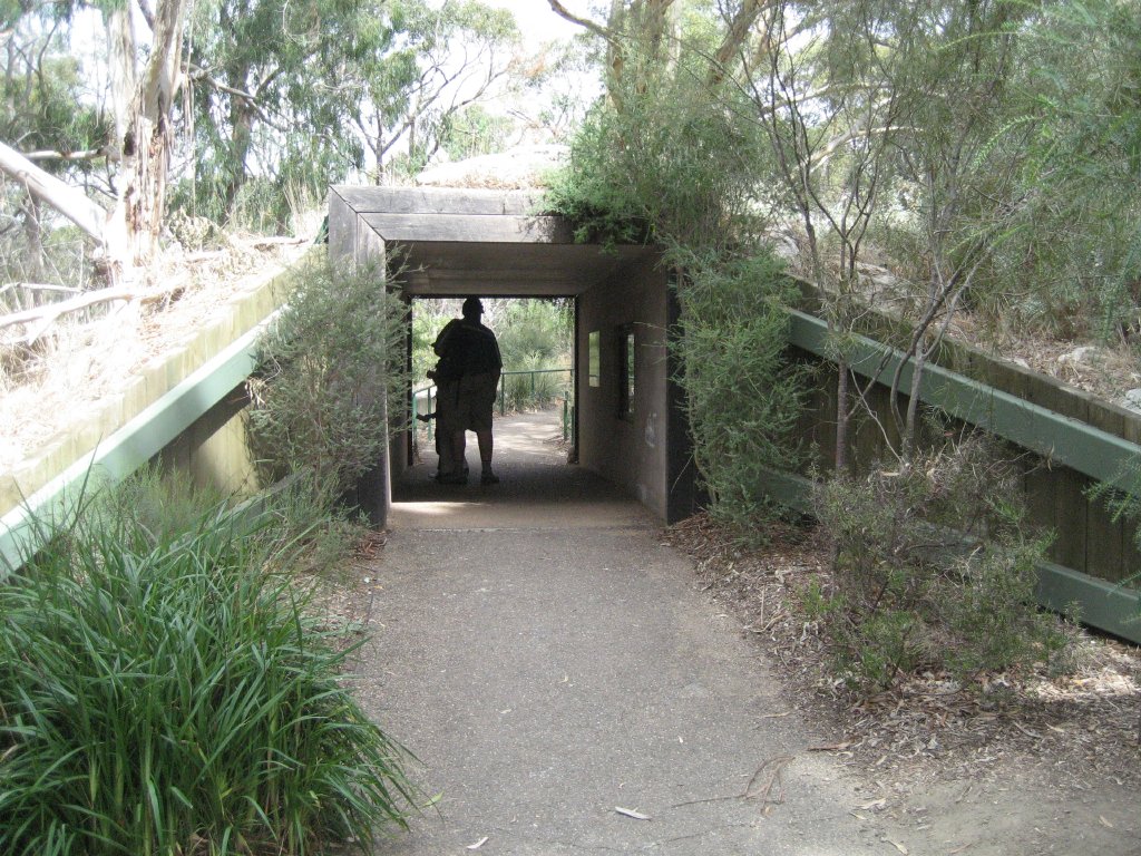 Wombat den viewing