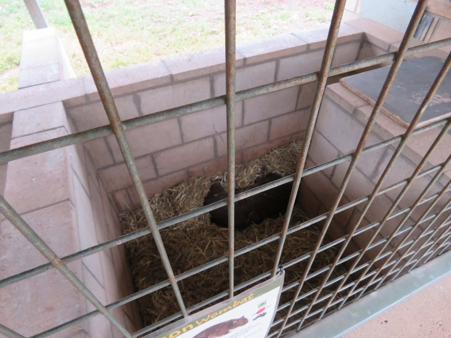 Wombat Den Viewing