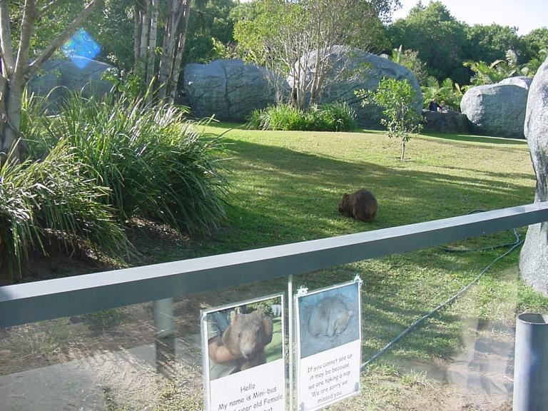 Wombat display, Australia Zoo