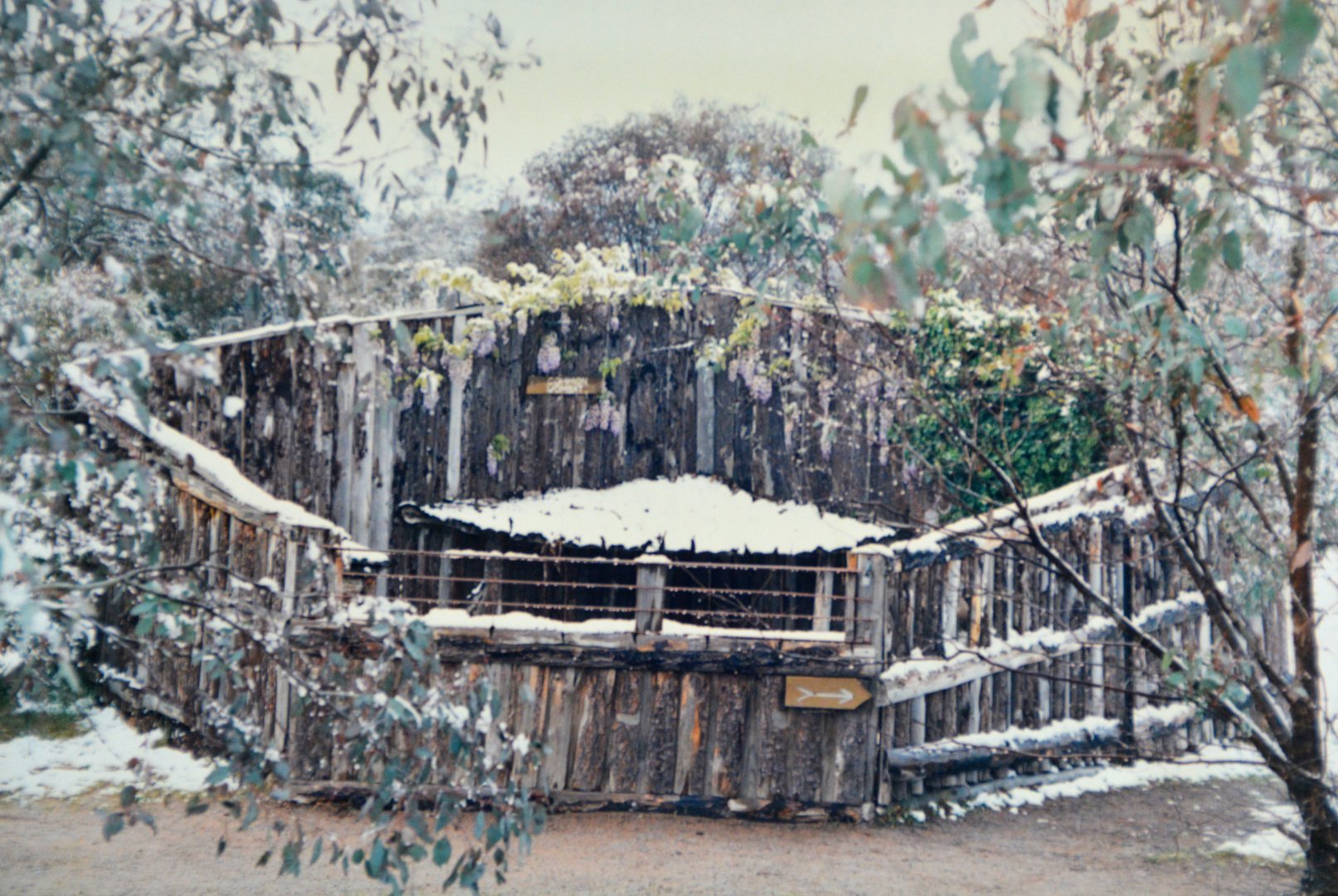 Wombat display Mugga Lane zoo