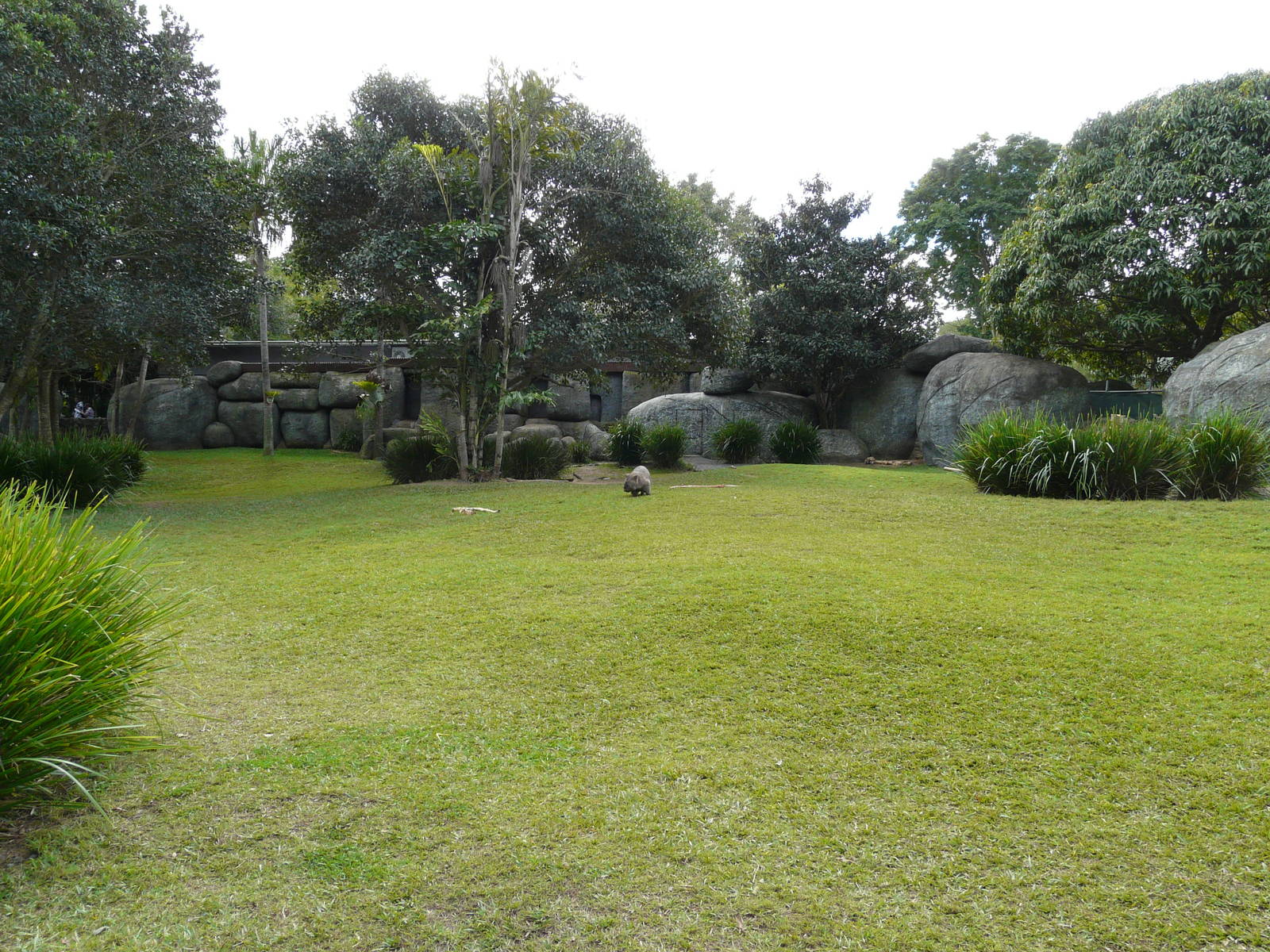Wombat enclosure