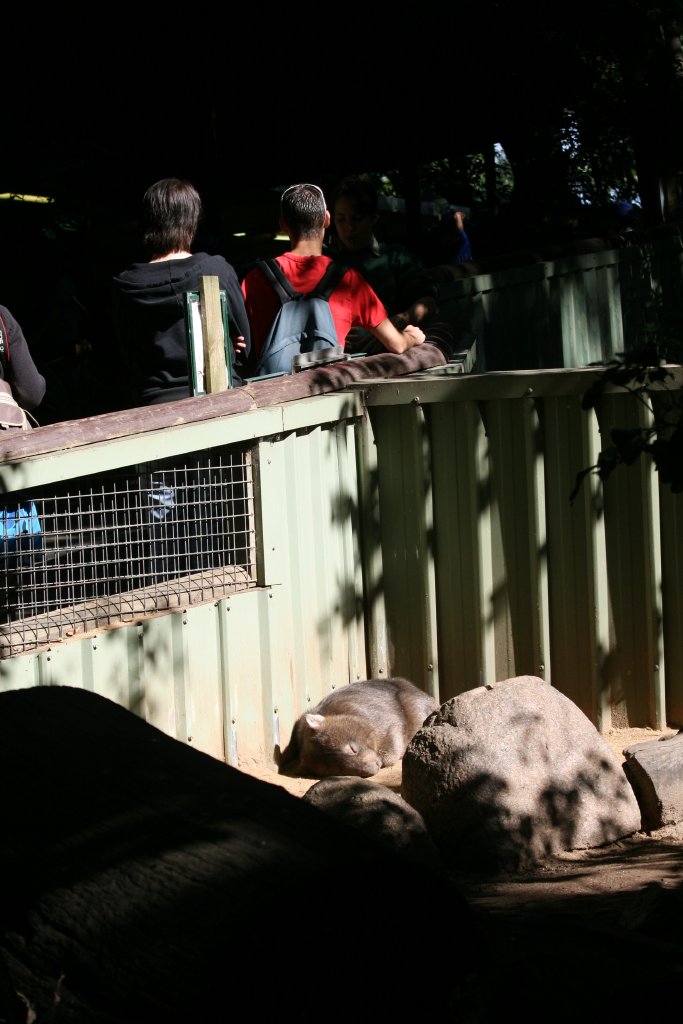 Wombat enclosure