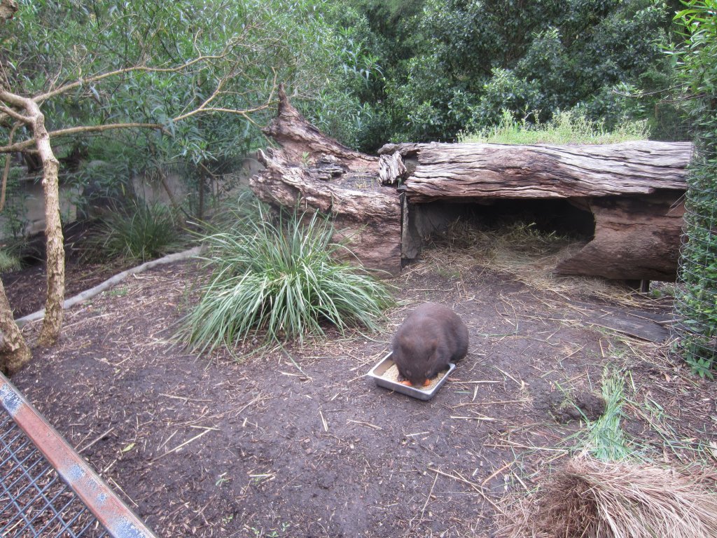 Wombat enclosure