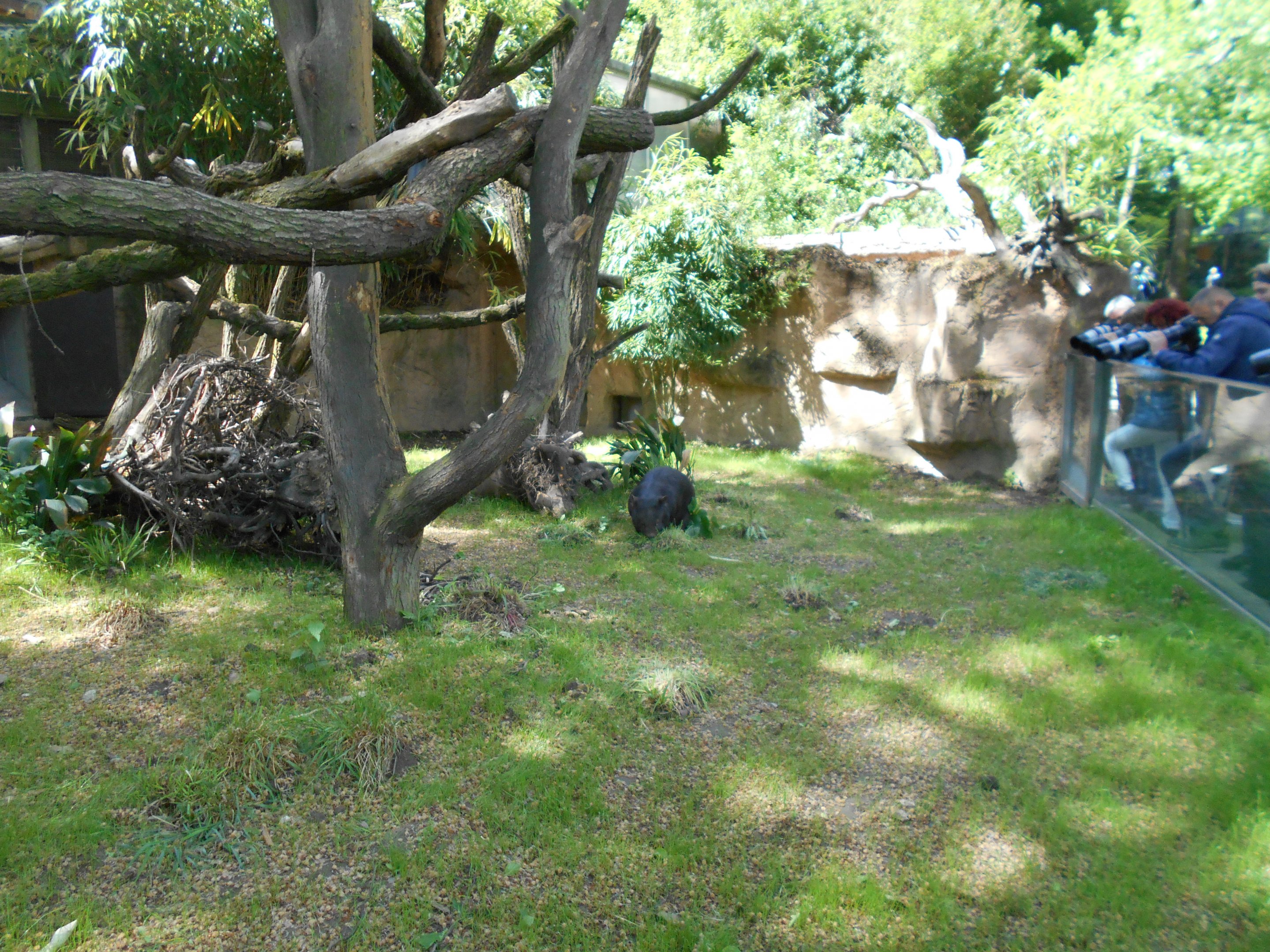 Wombat enclosure
