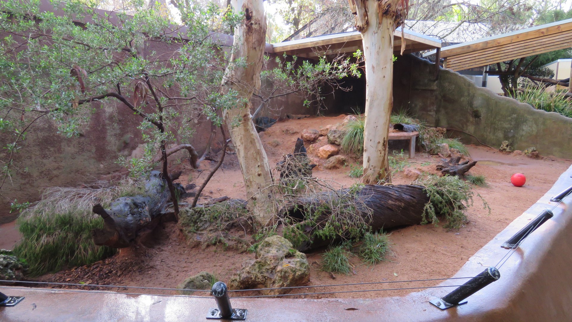 Wombat Enclosure