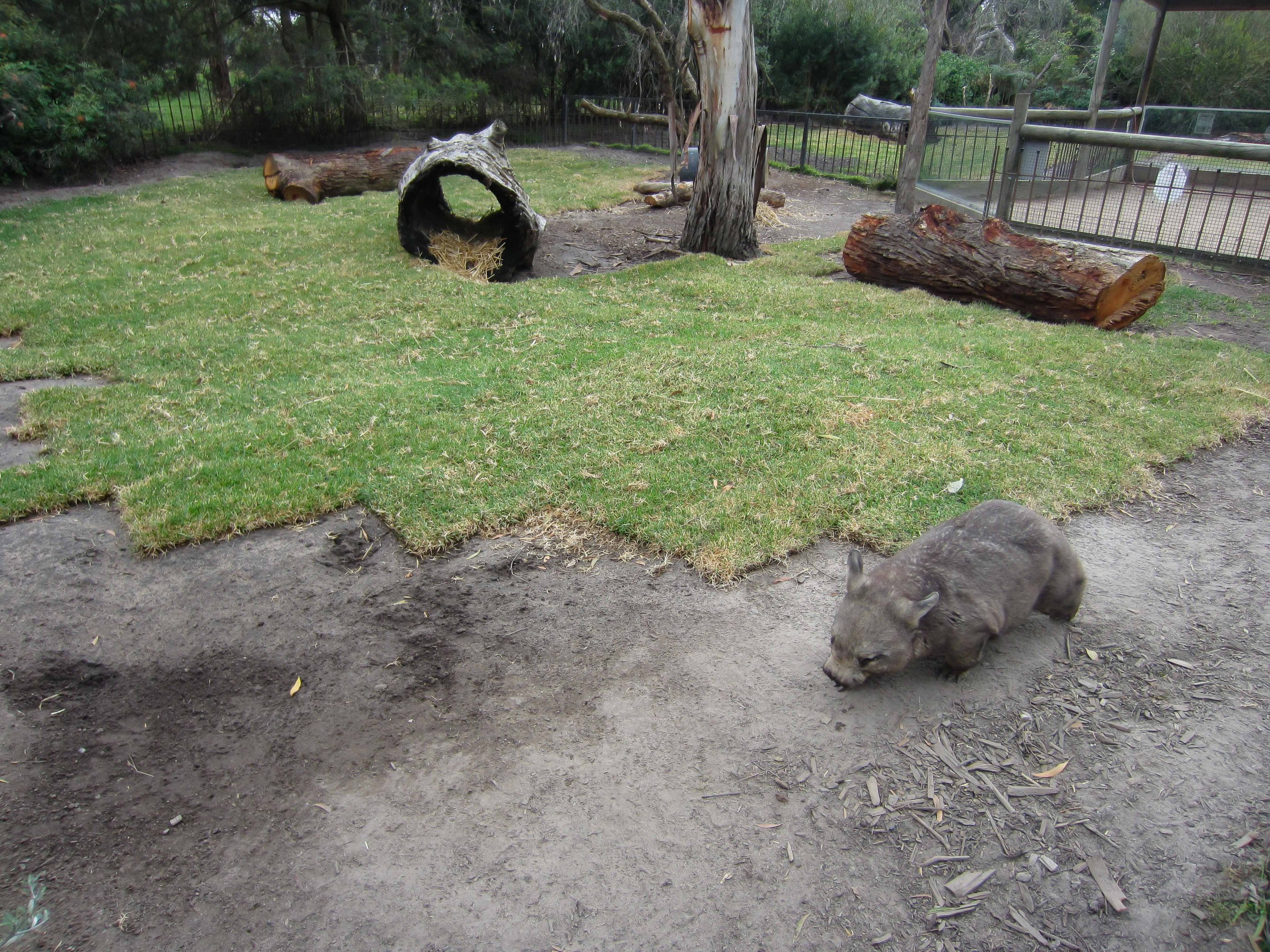 Wombat enclosure