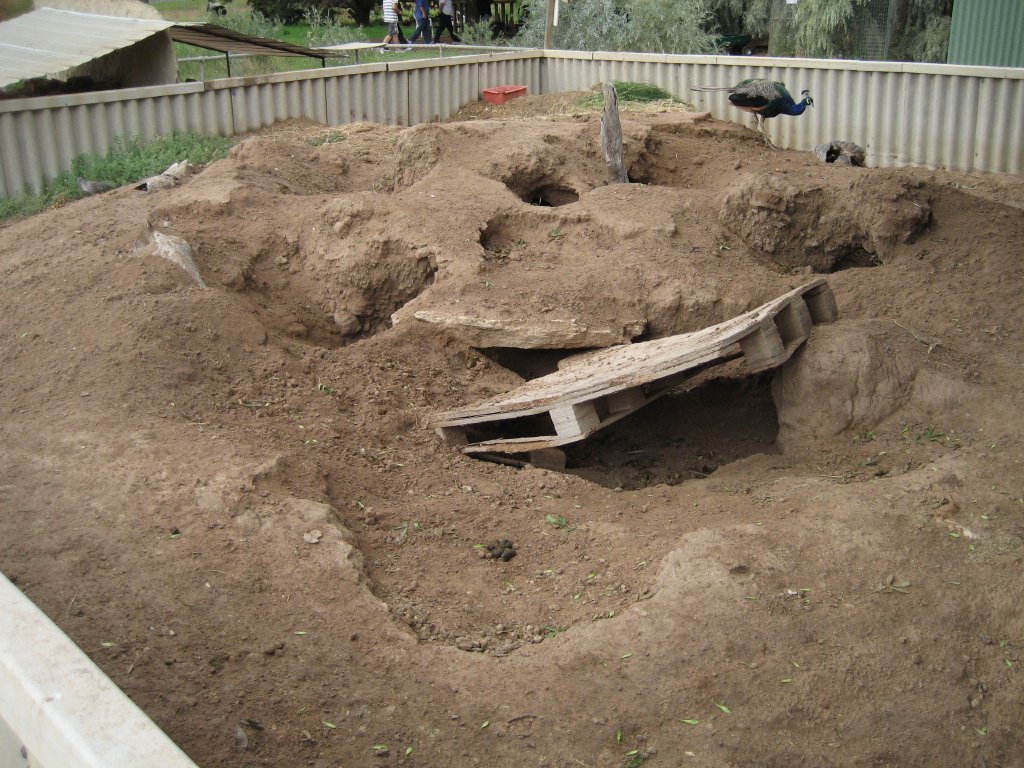 Wombat enclosure