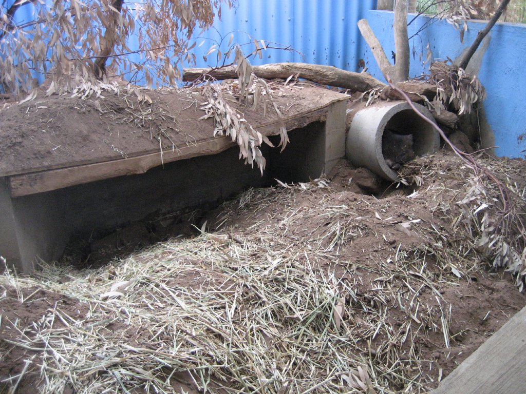 Wombat enclosure