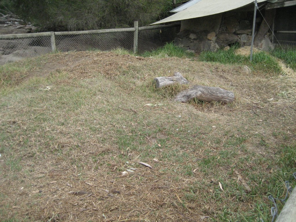 Wombat enclosure