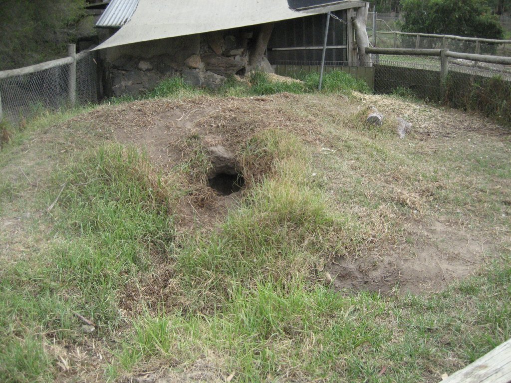 Wombat enclosure