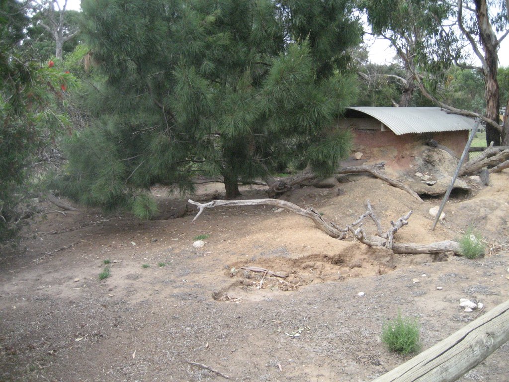Wombat enclosure