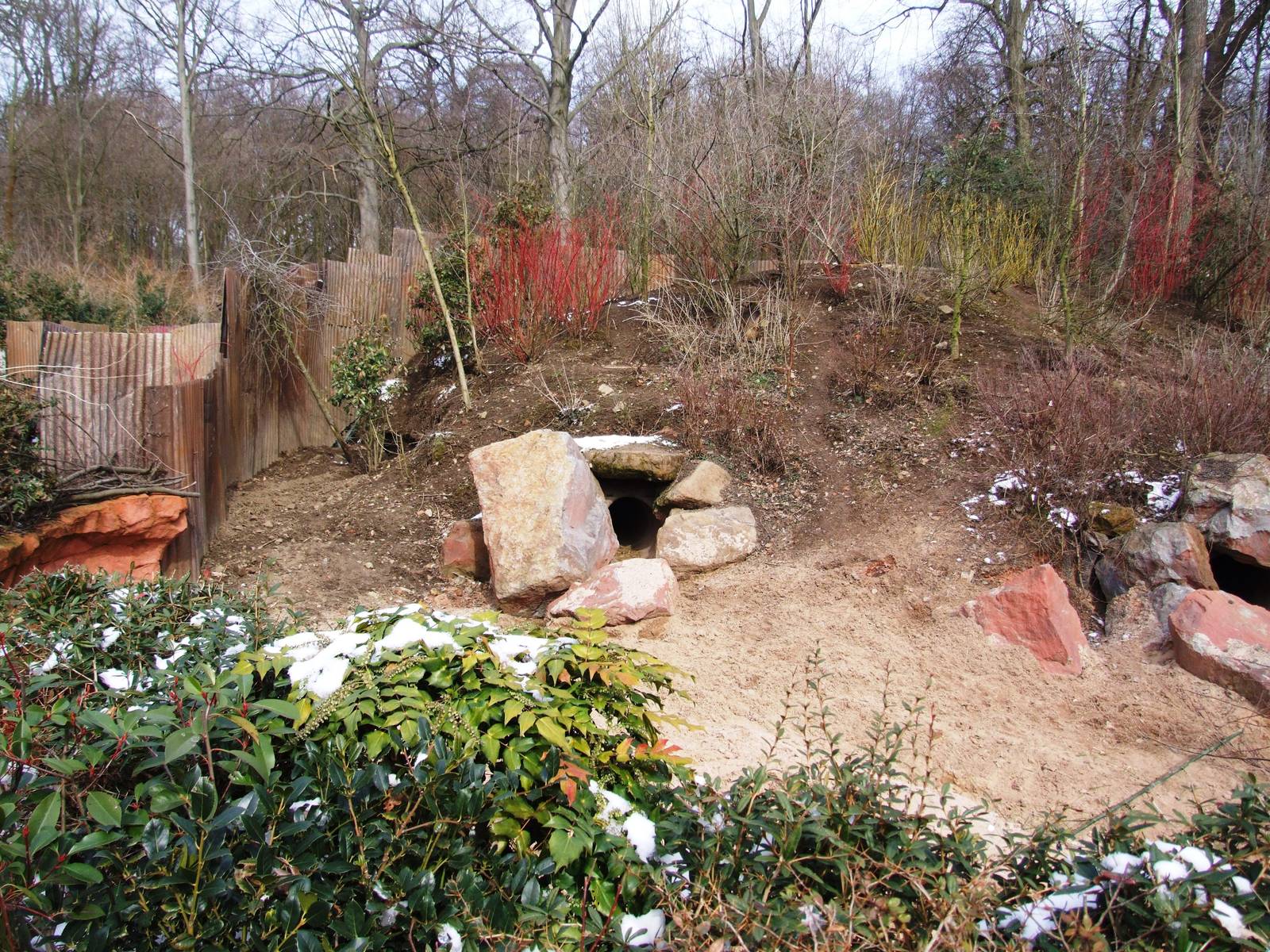 Wombat Exhibit at Hannover, 23/03/13