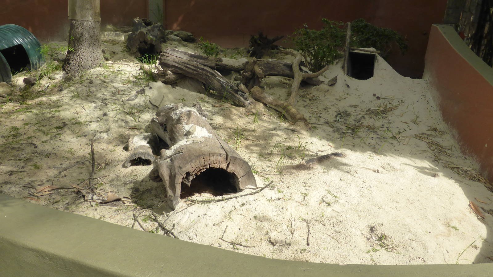 Wombat exhibit