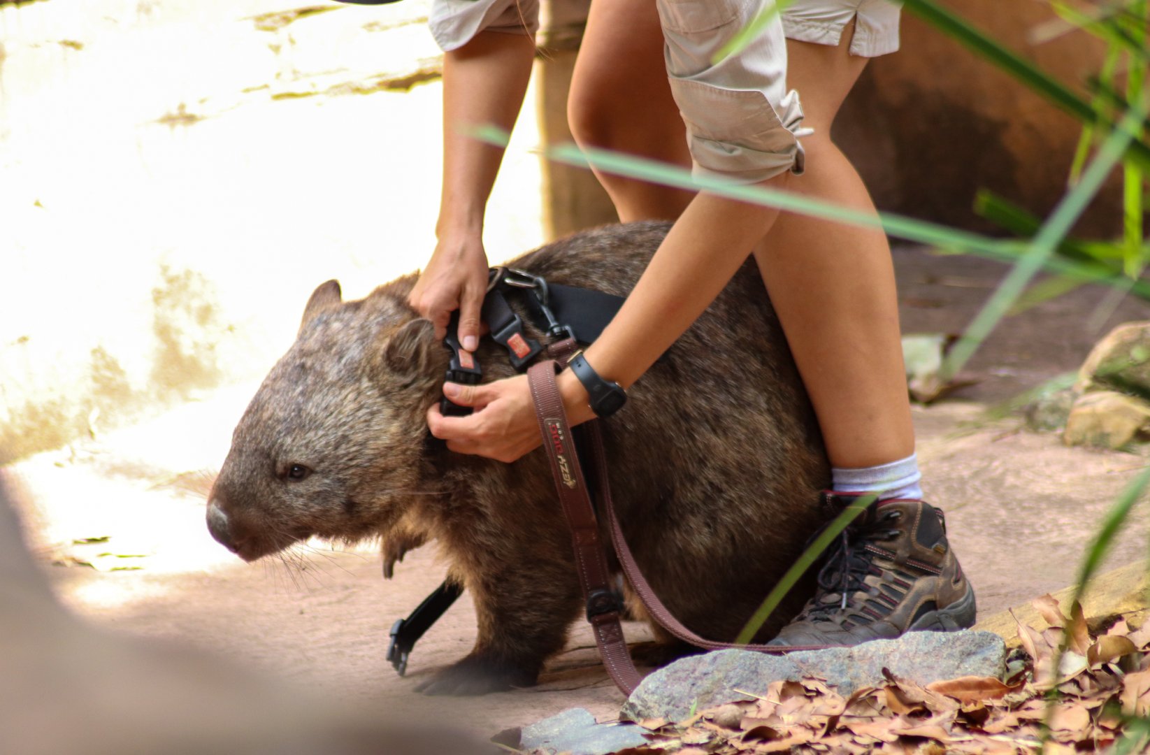 Wombat Going on a Walk