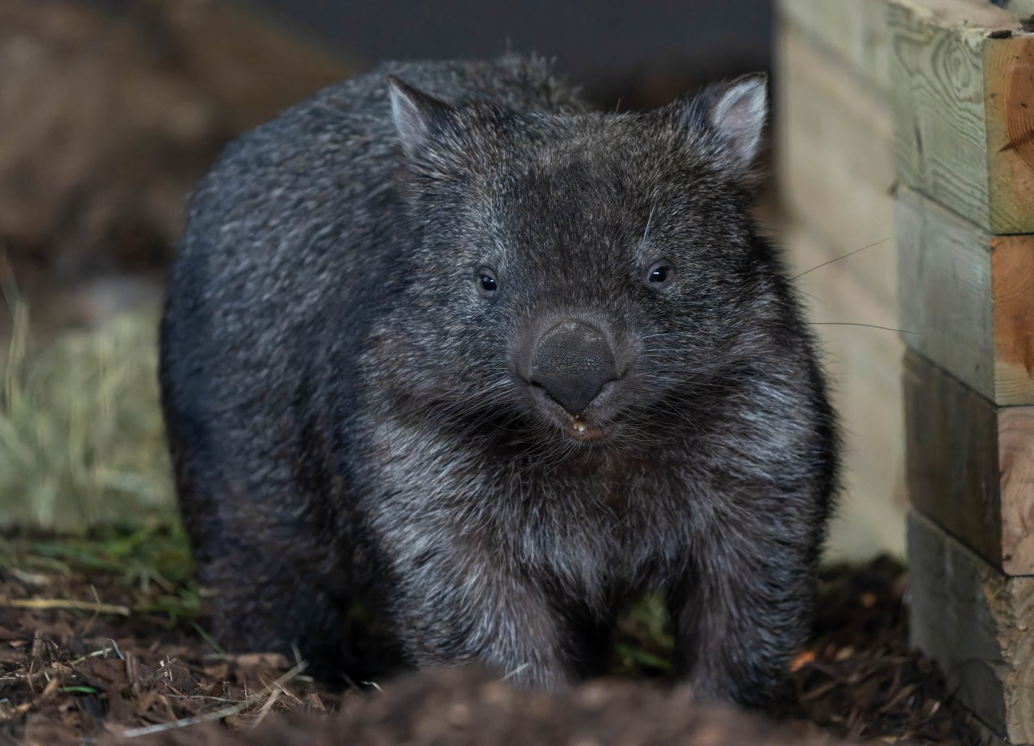 Wombat, Hamerton, UK