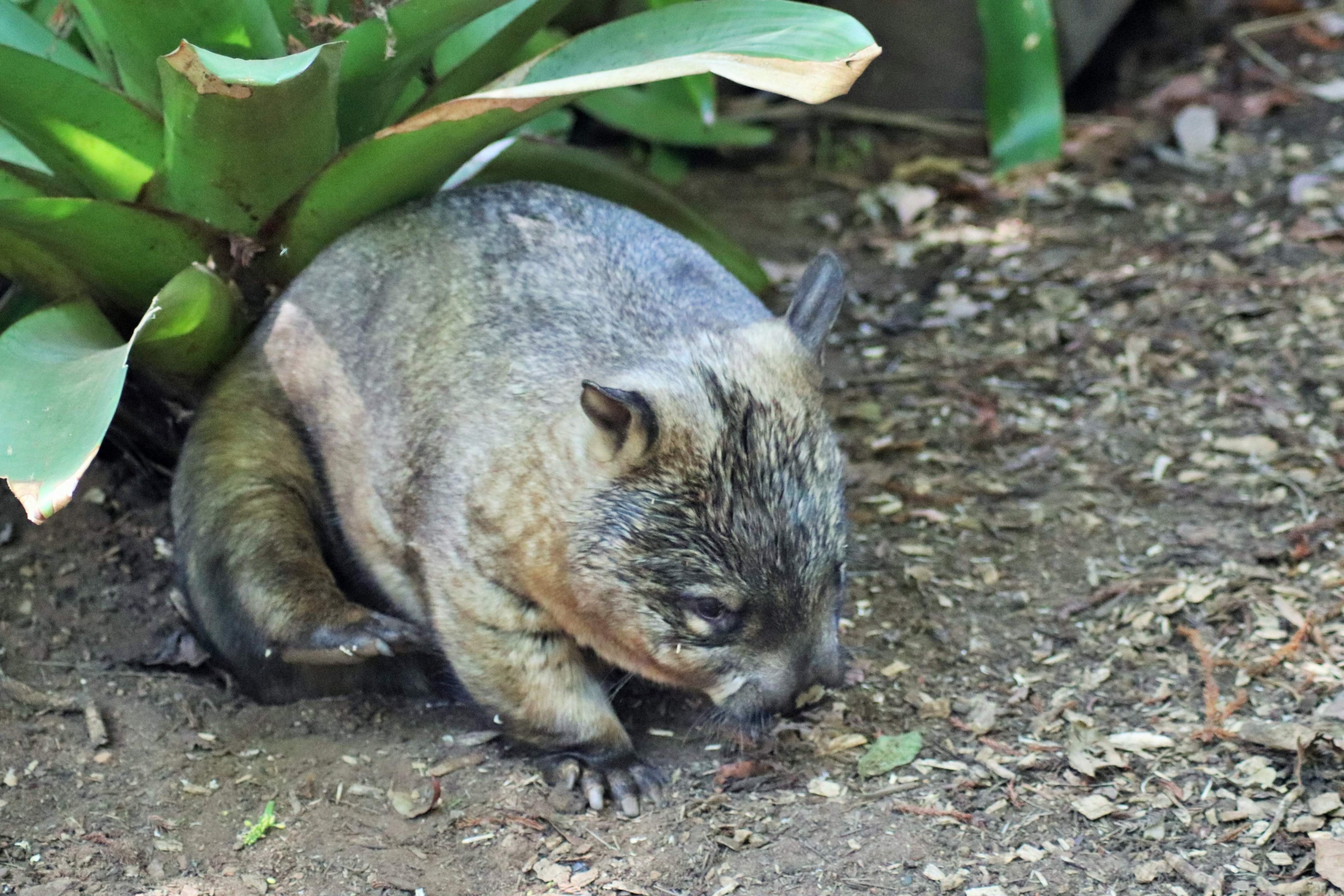 Wombat Having a Scratch