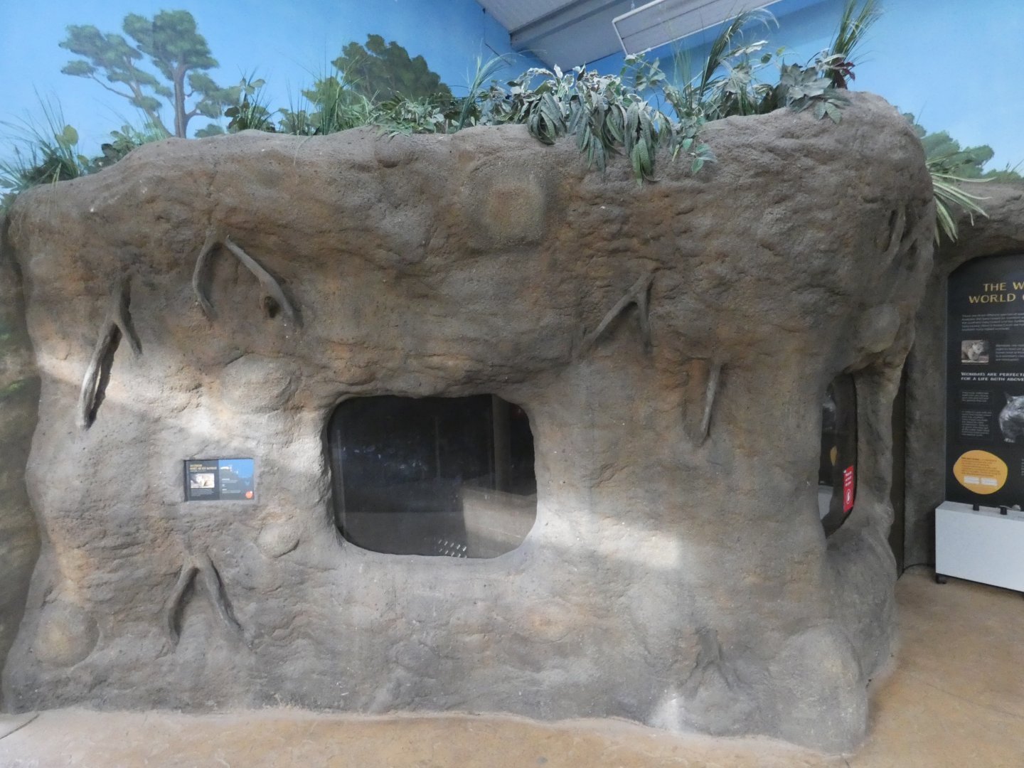 Wombat indoor viewing area