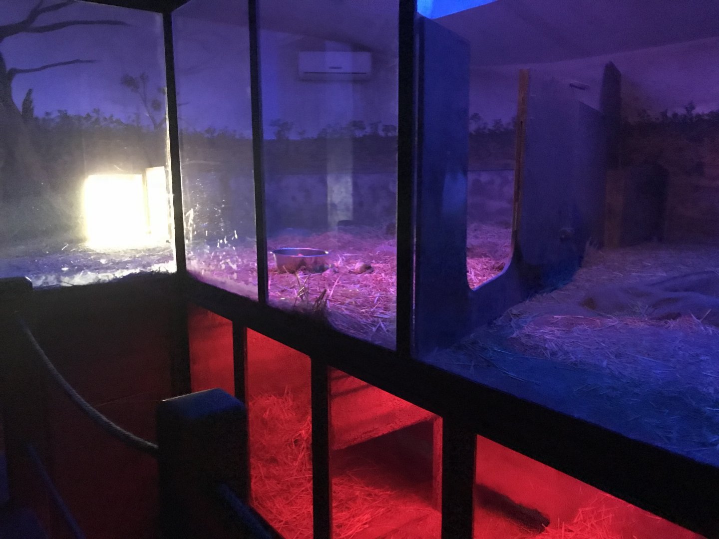 Wombat indoors 171018