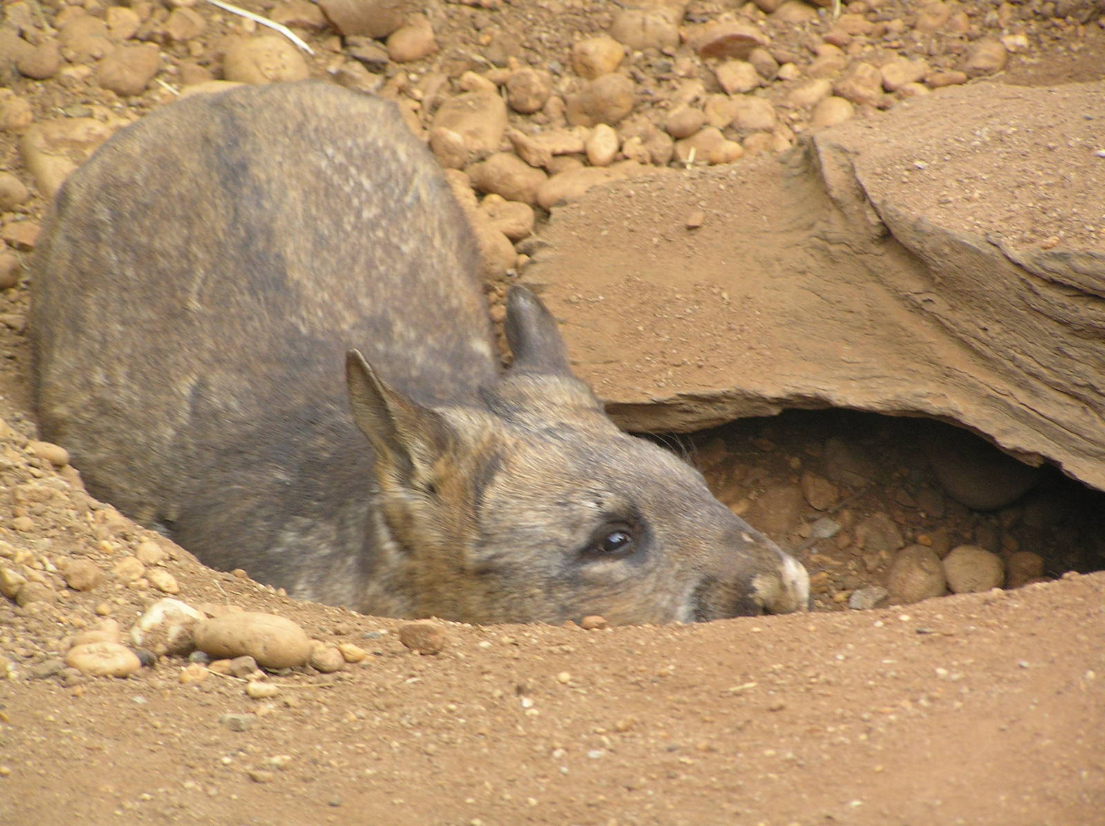 Wombat - Melbourne zoo 05