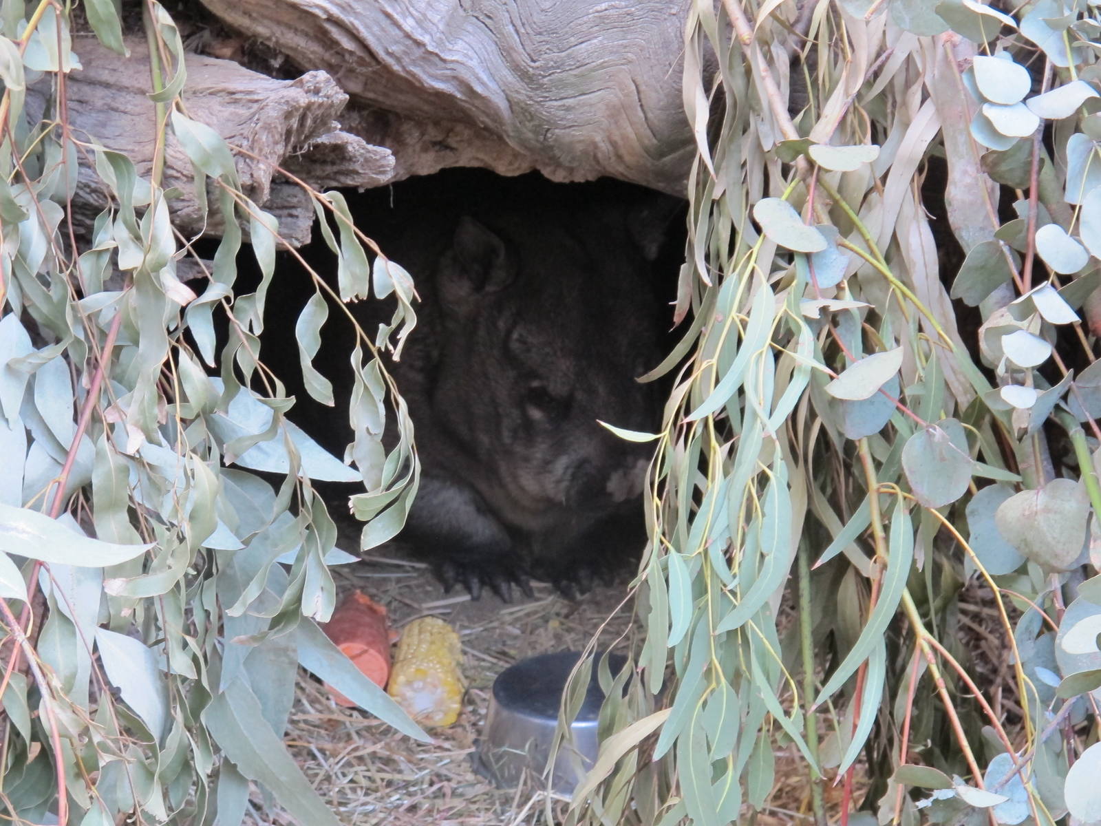 Wombat - Melbourne Zoo April 2013