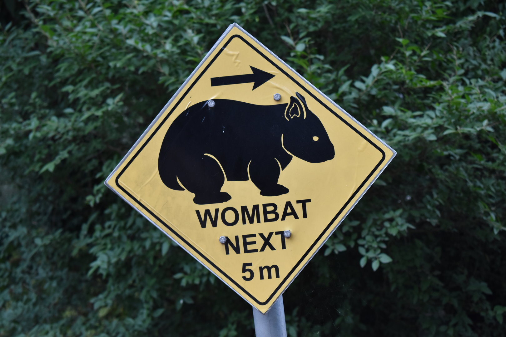 Wombat next 5 m