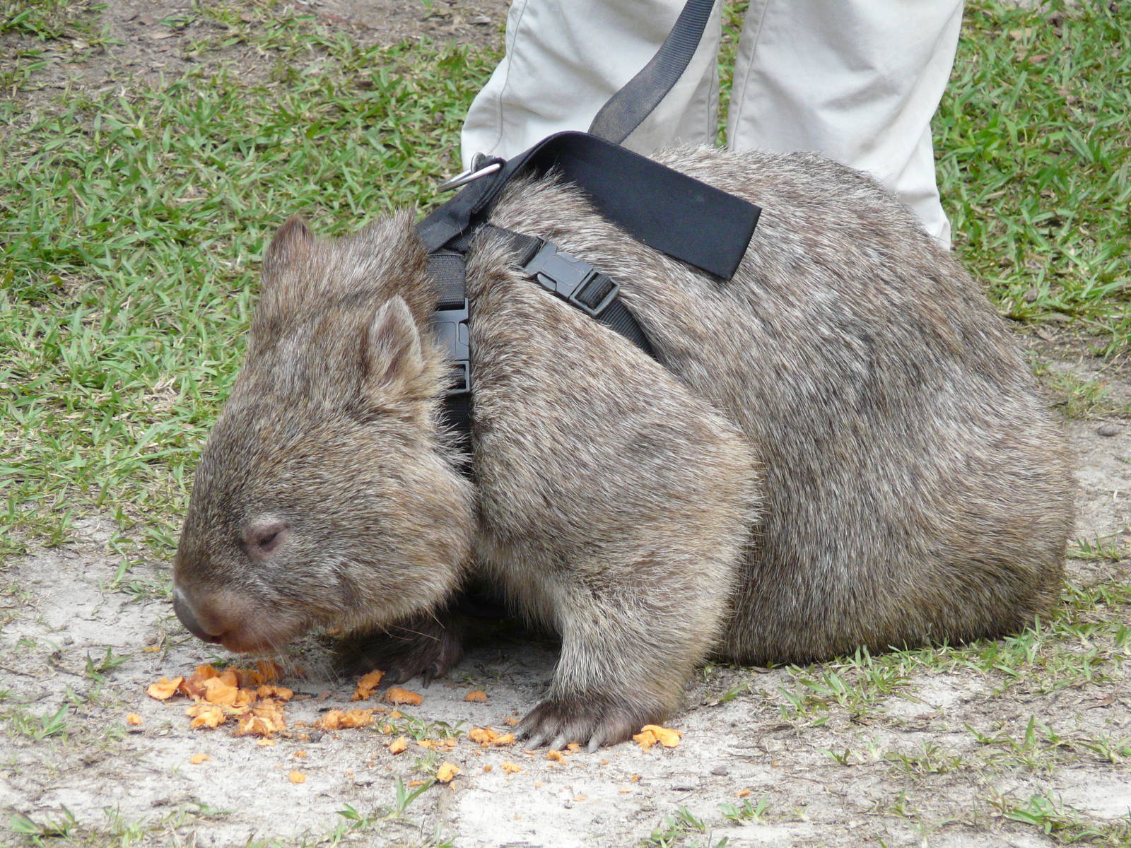 Wombat on leash