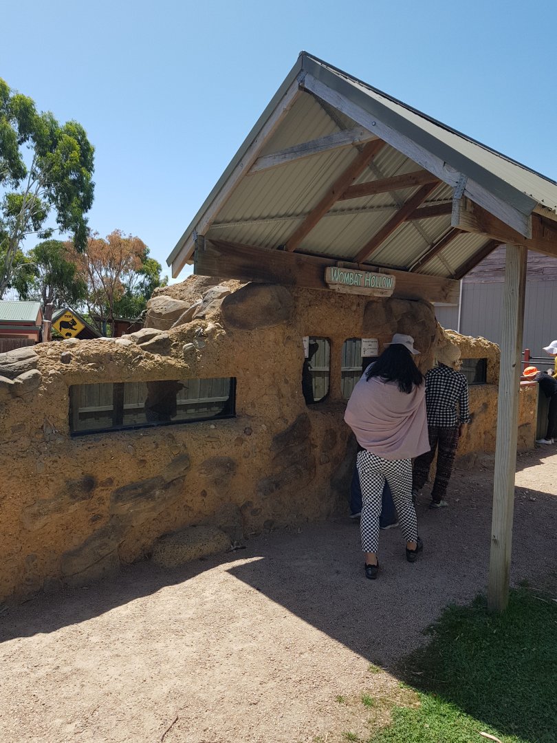 Wombat & rabit viewing into the burrows