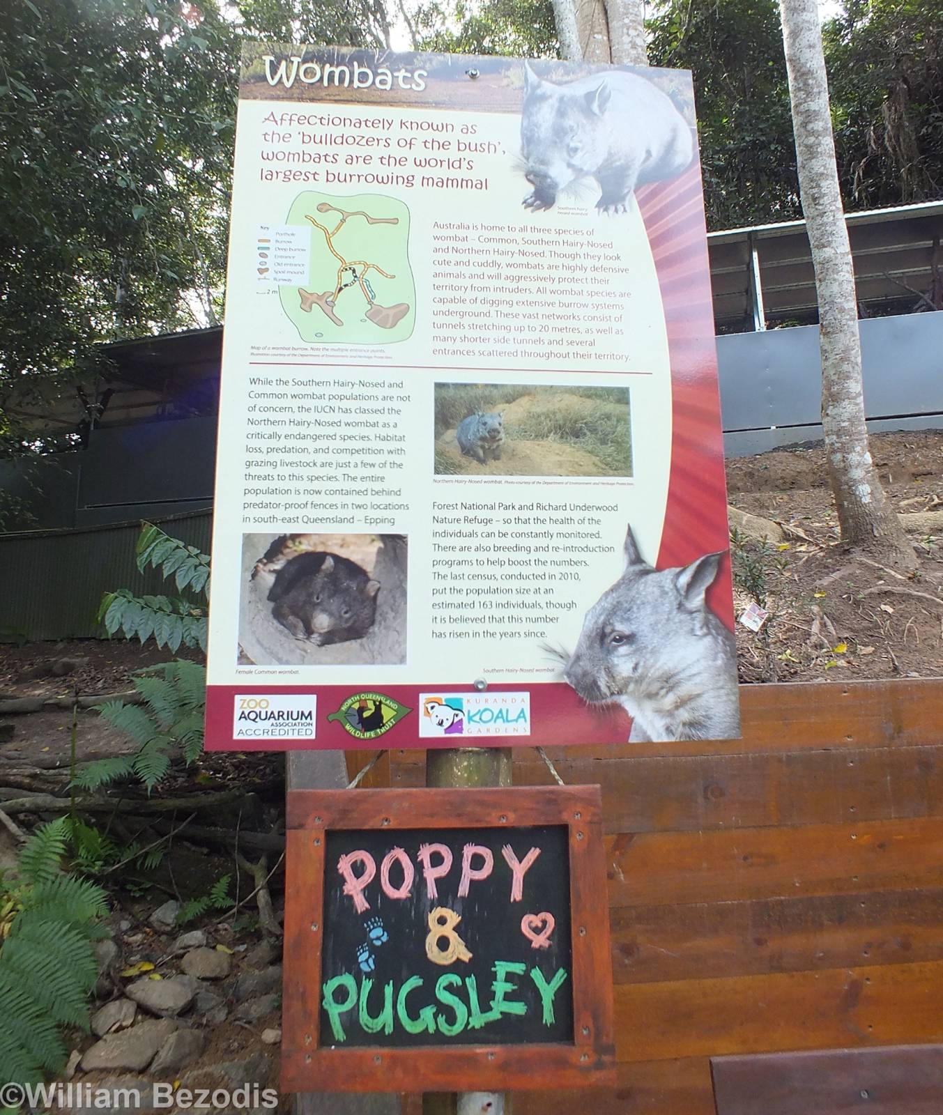 Wombat Sign