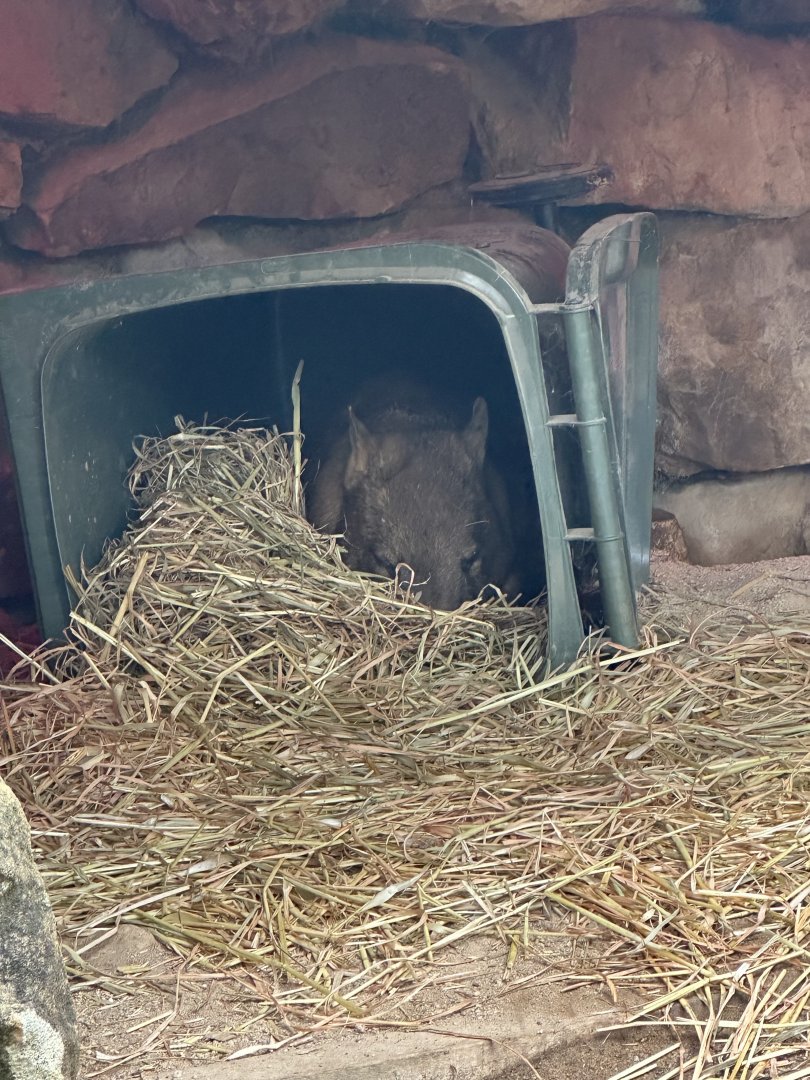 Wombat sleeping in a bin