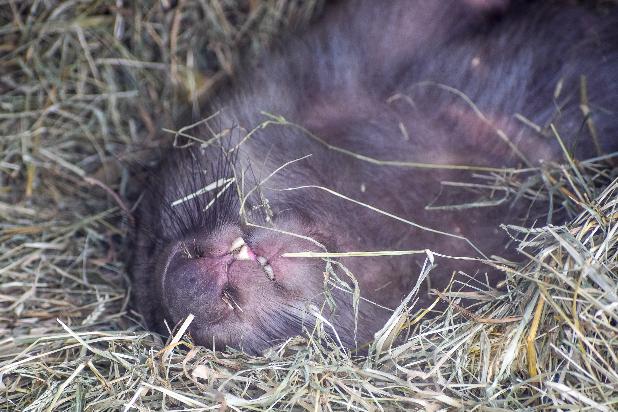 Wombat Smile