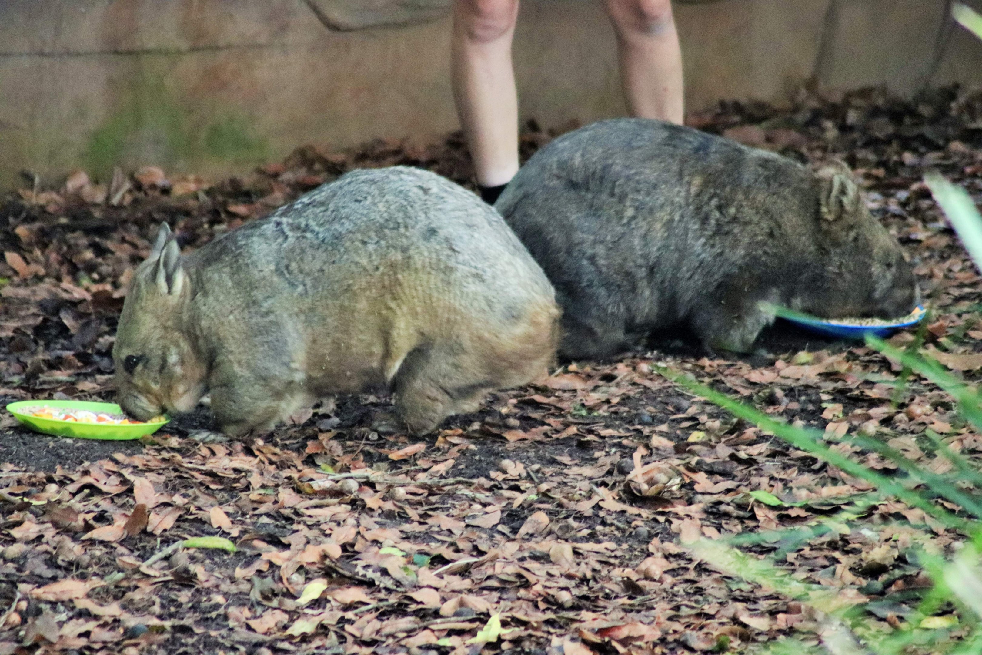 Wombat Species Comparison - Southern Hairy-nosed Wombat (Lasiorhinus latifrons) and Common Wombat (Vombatus ursinus)