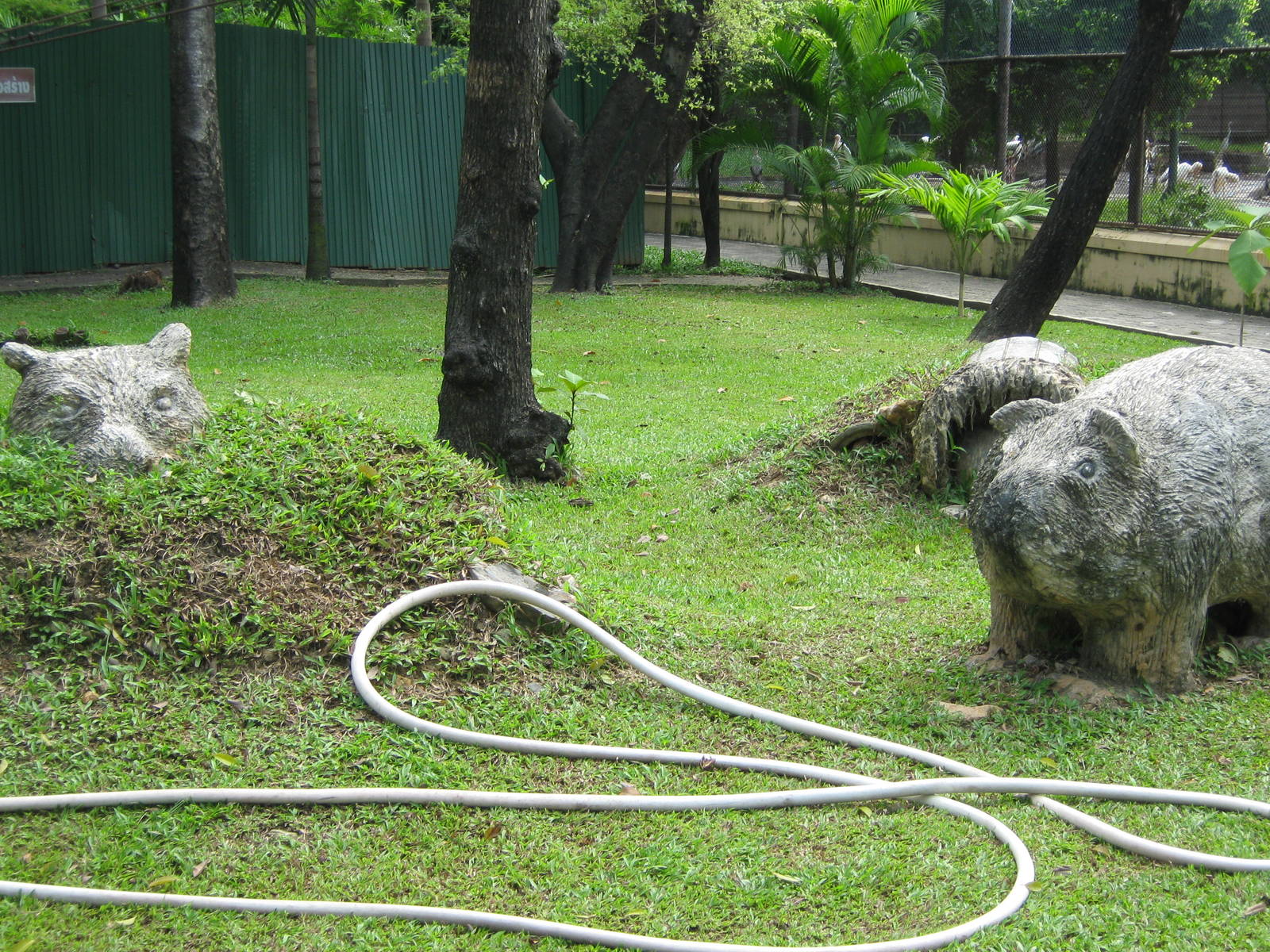 wombat statues in the Australian area