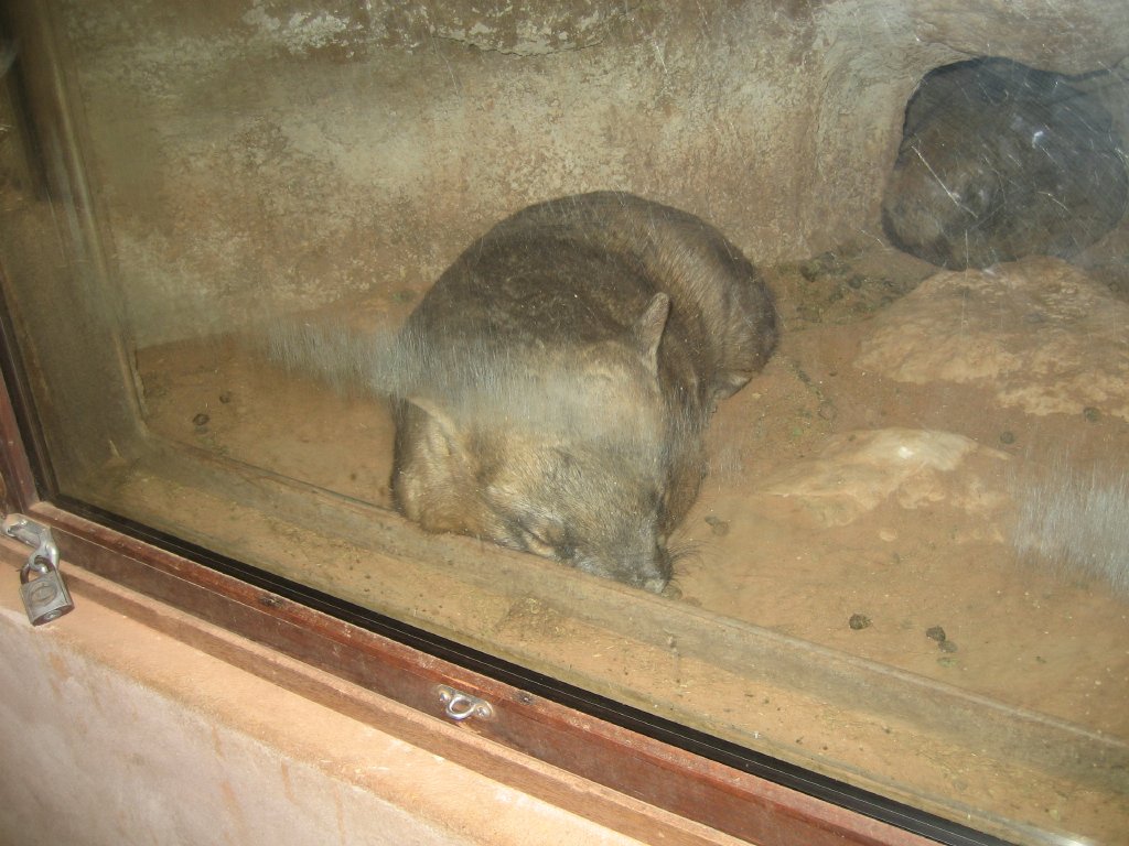 Wombat