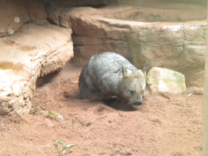 Wombat