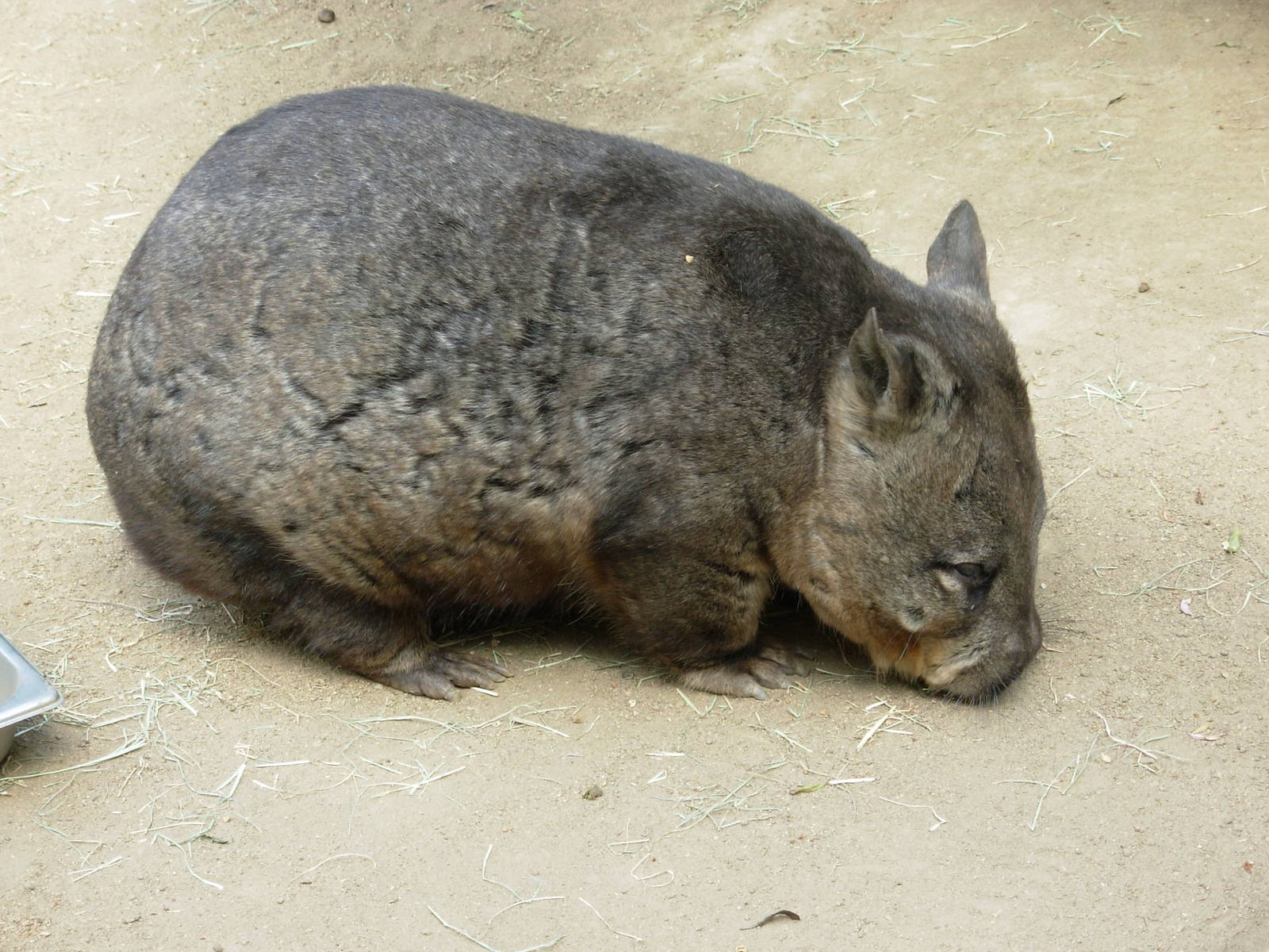 Wombat