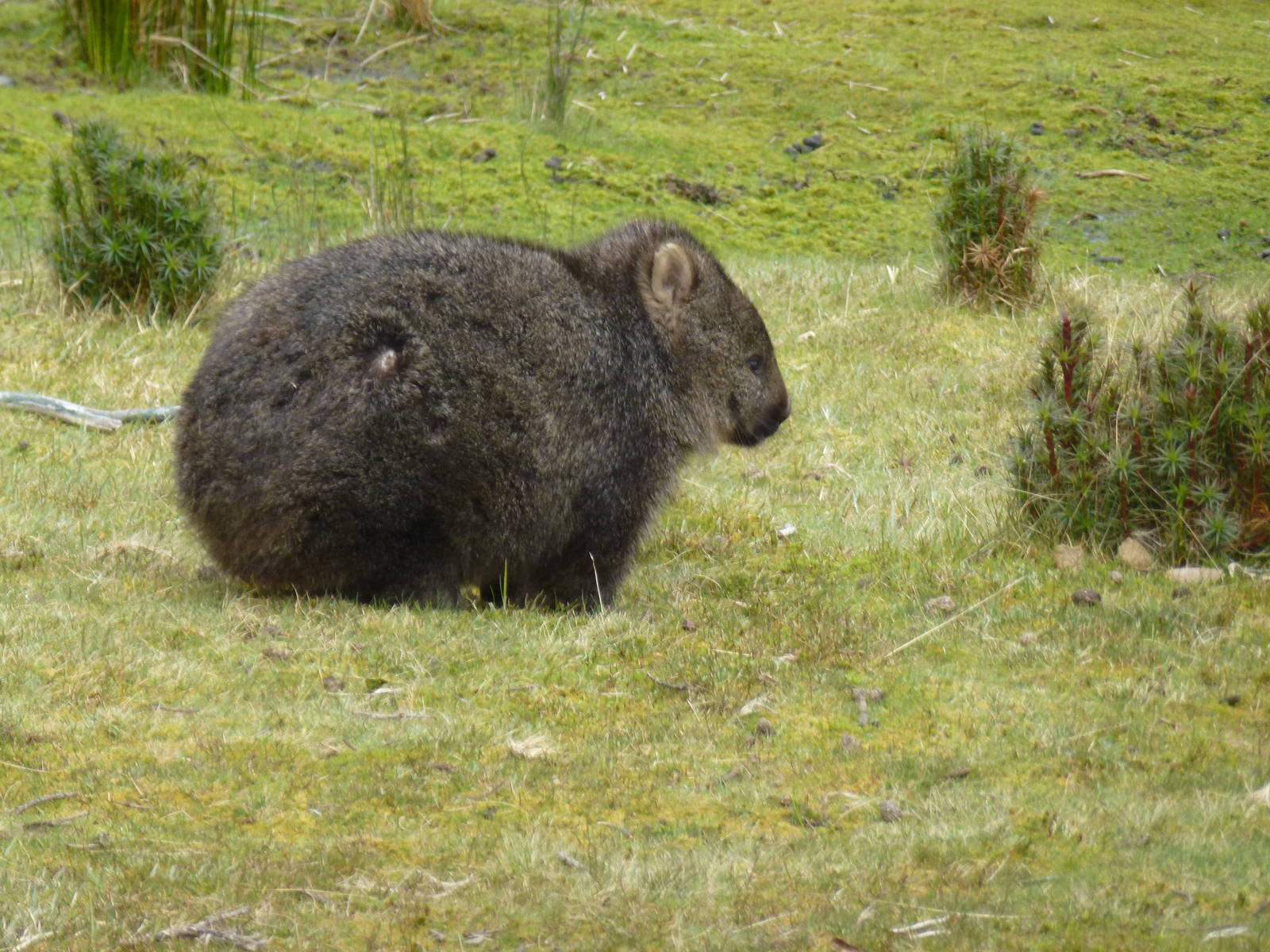 Wombat