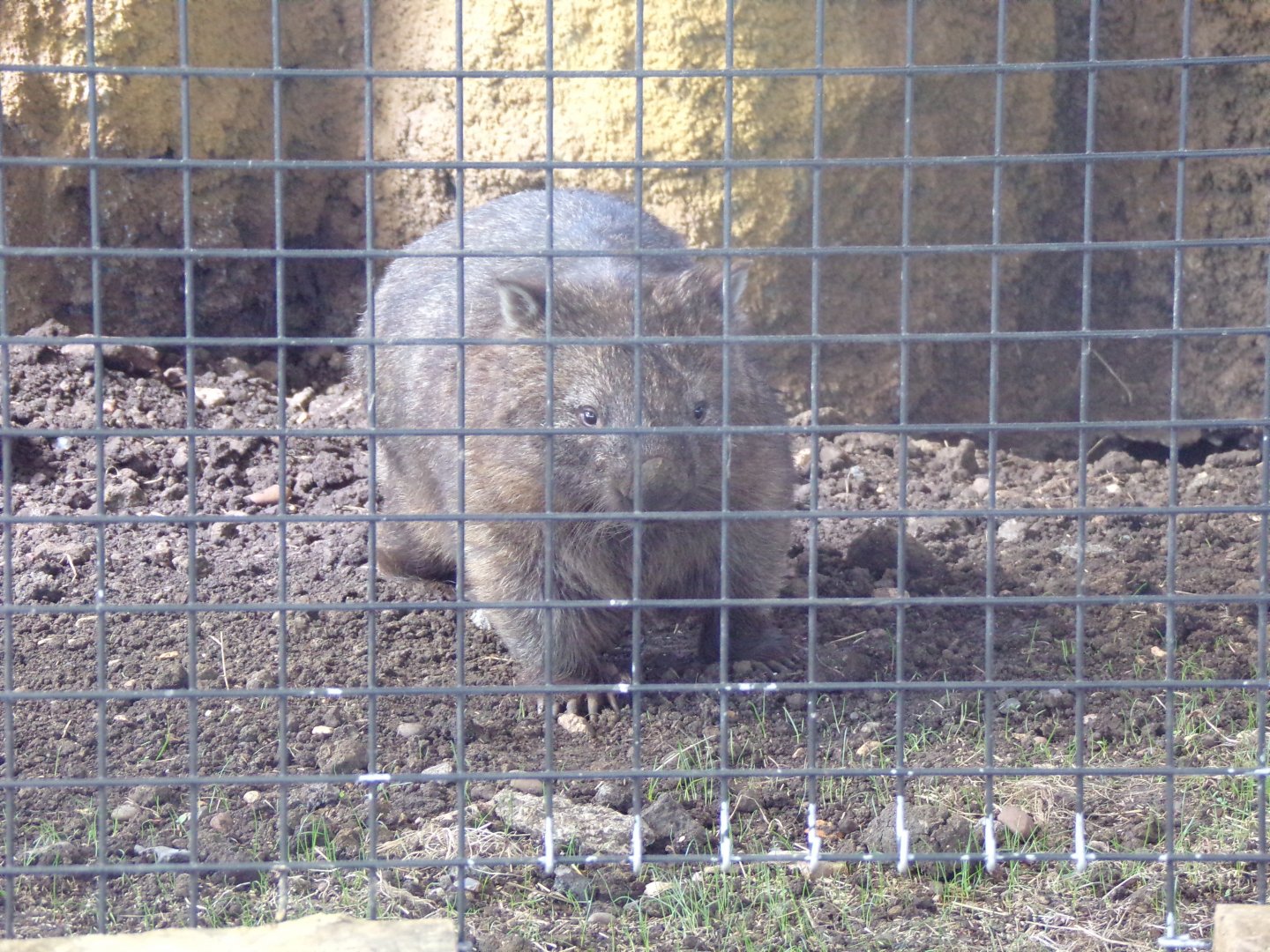 Wombat
