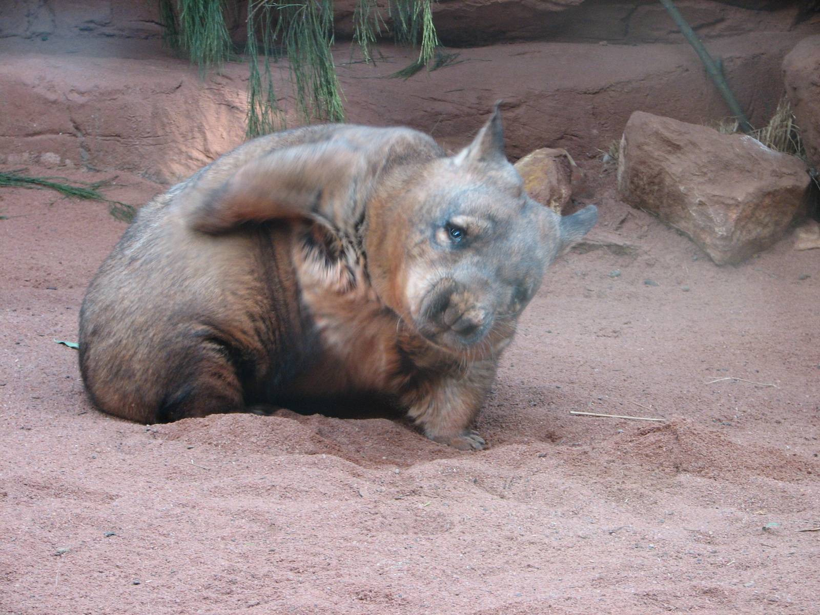 Wombat