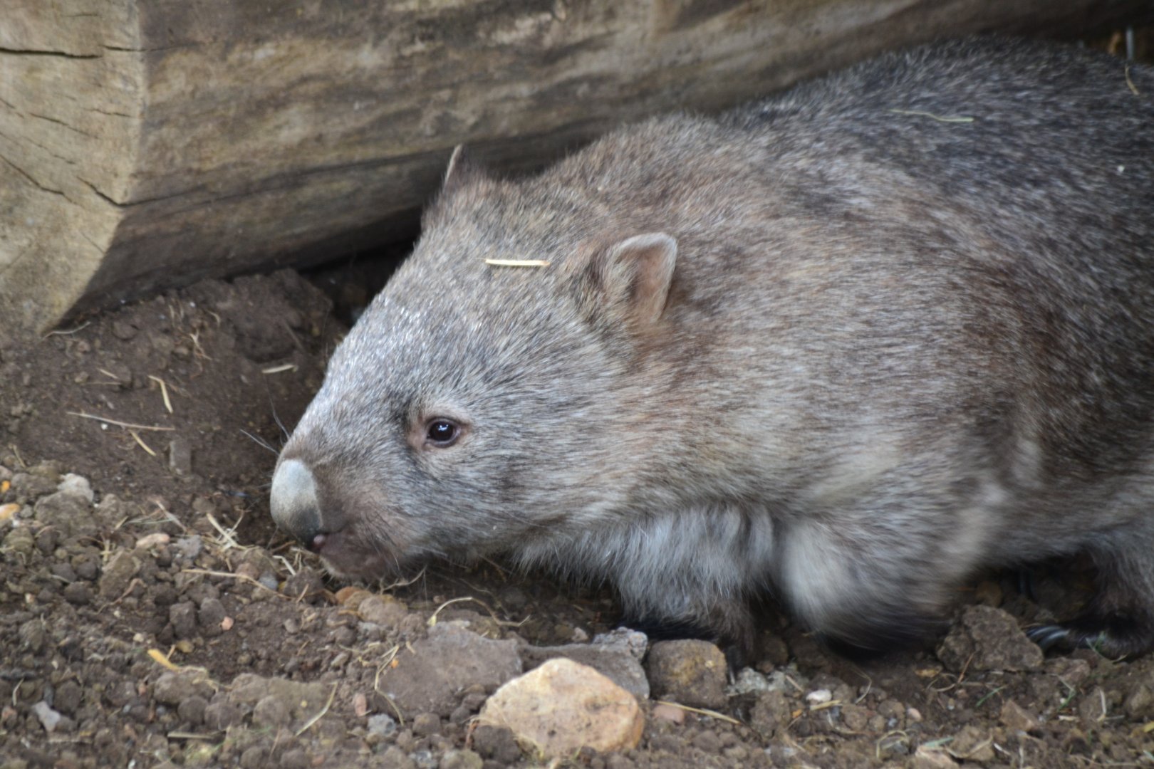 Wombat